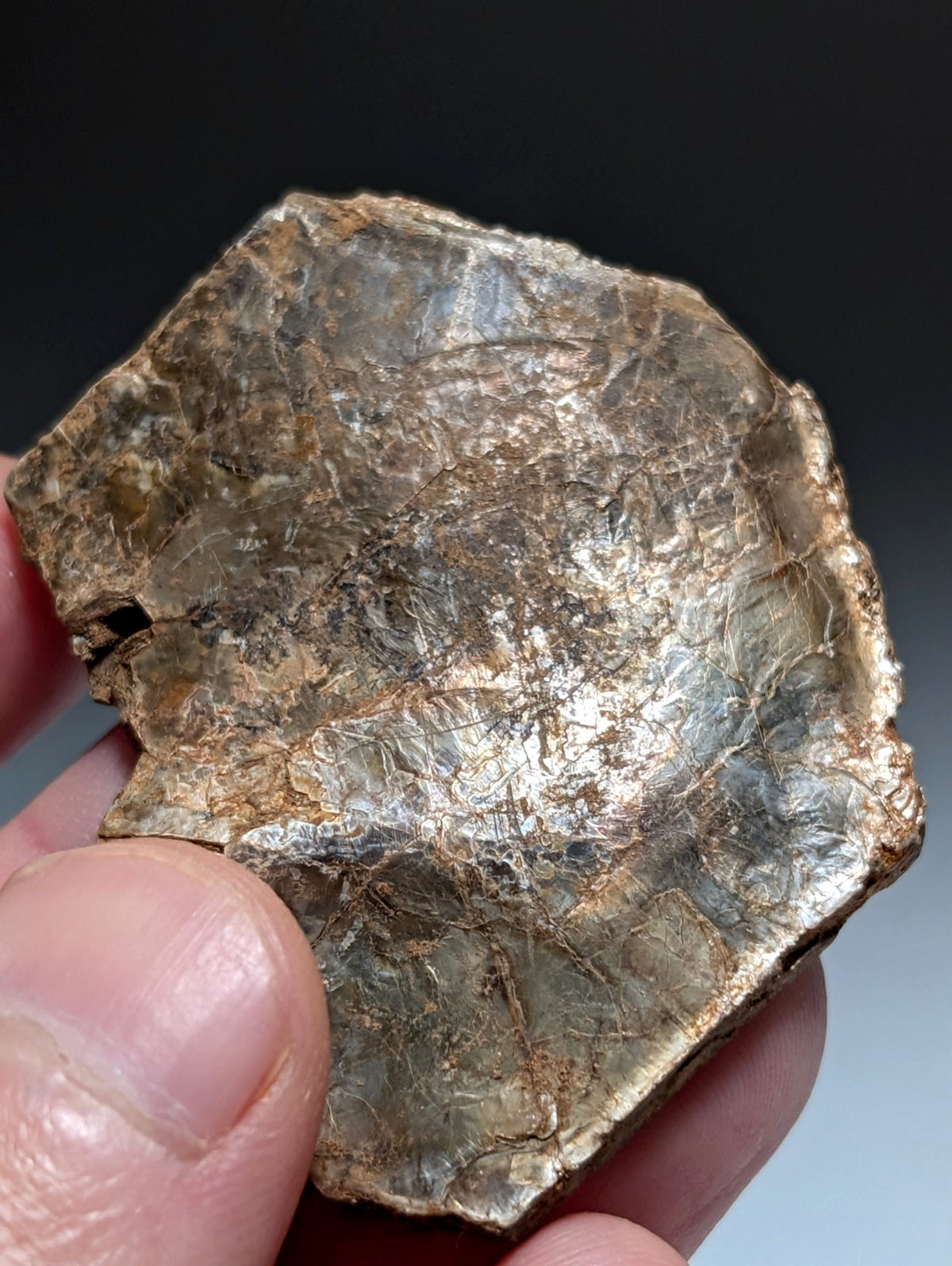 Green/Brown Mica, Magnet Cove, Hot Spring County, Arkansas, USA,Ex Henry Delinde