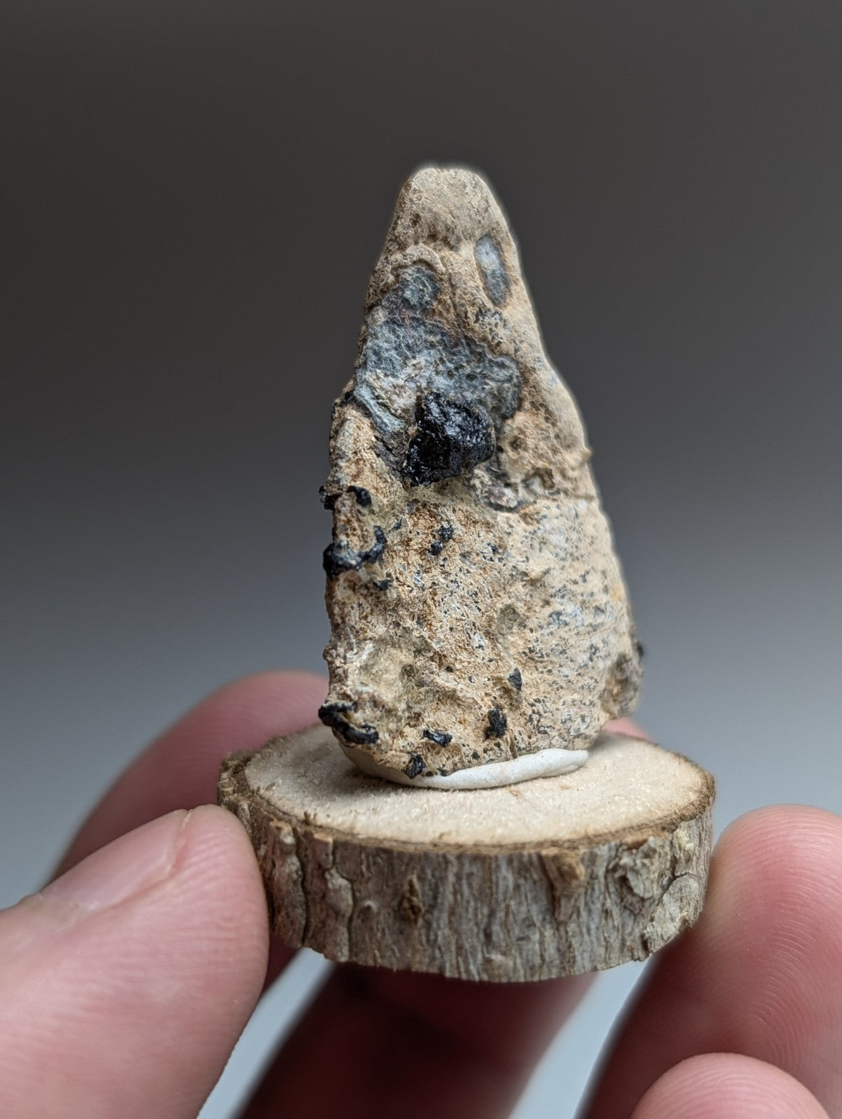 Garnet on Syenite matrix, Magnet Cove, Arkansas, Old Stock, + wood stand