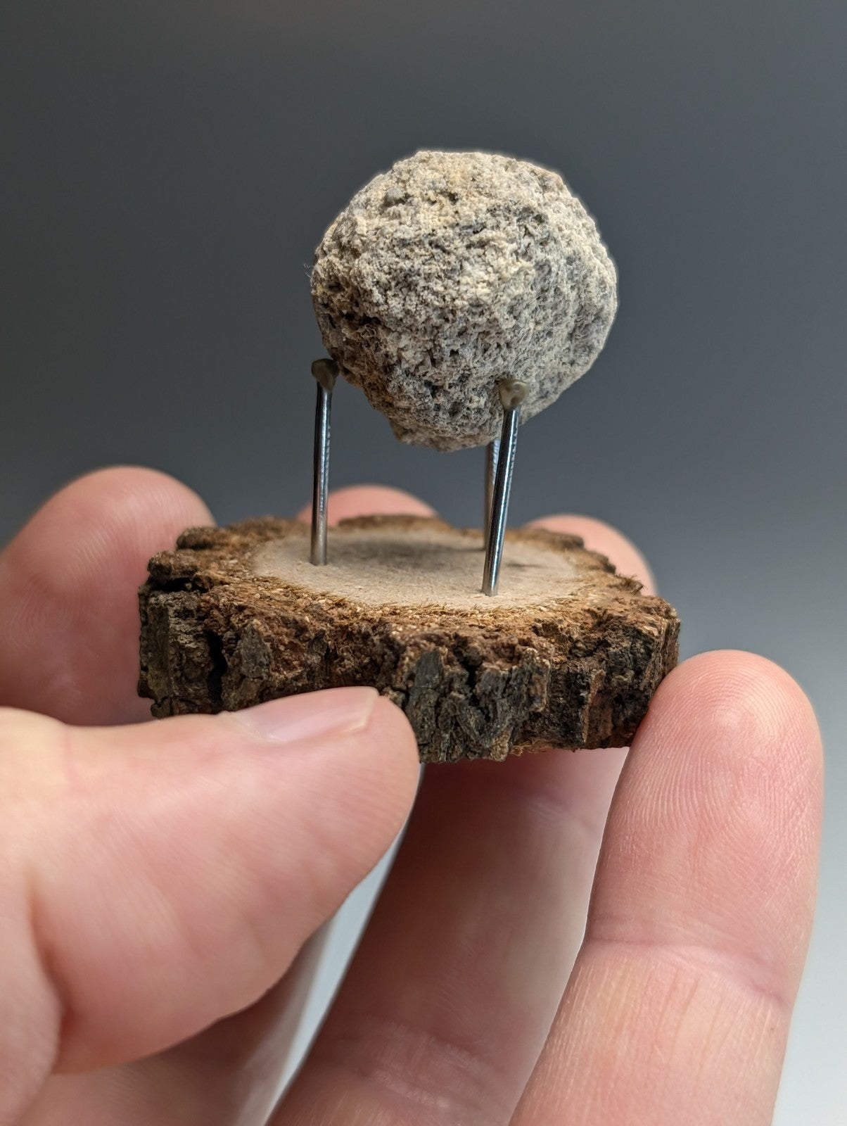 Pseudoleucite, Magnet Cove, Hot Spring County, Arkansas, Old Stock, w/wood stand