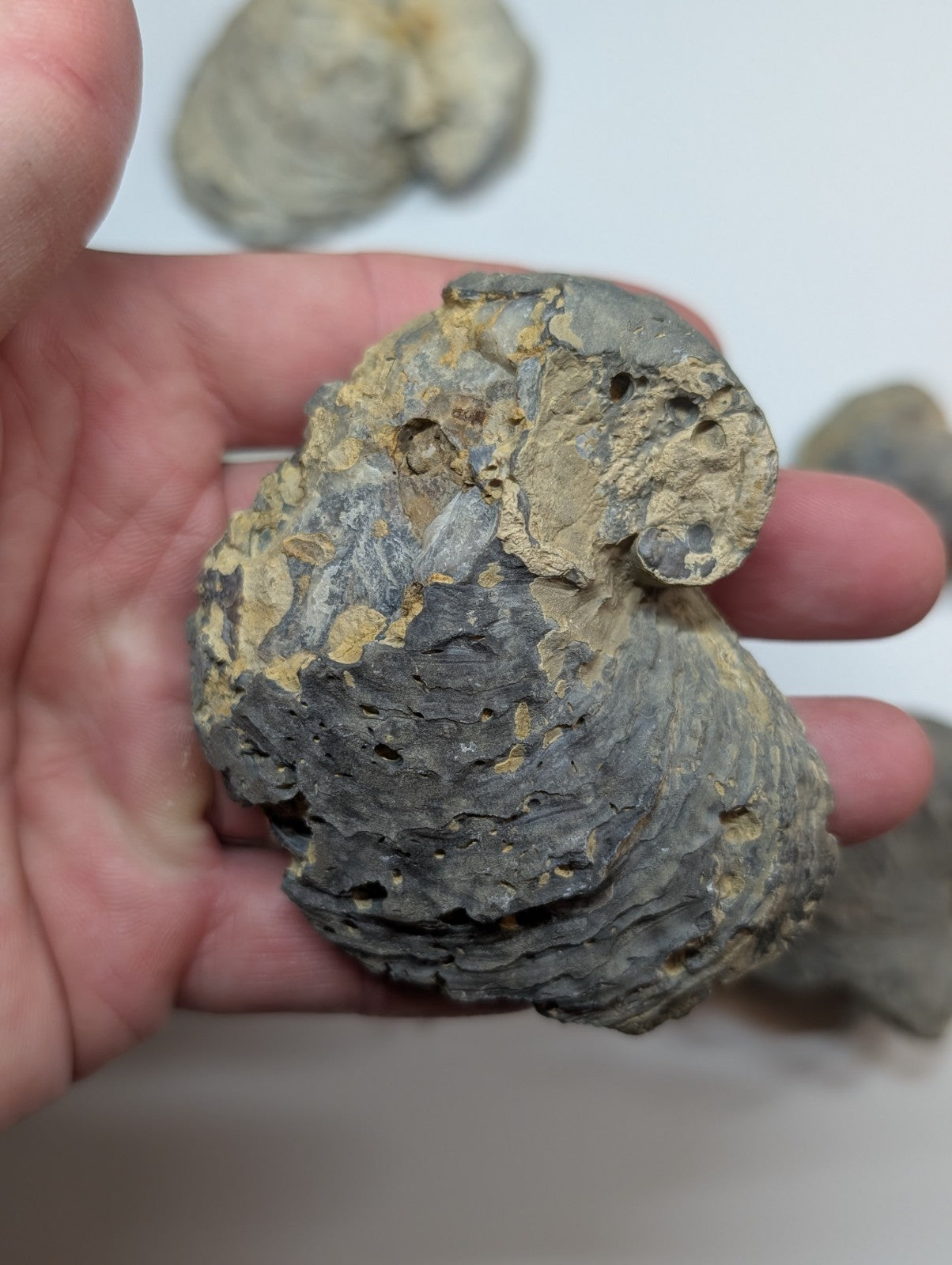 UV Reactive Exogyra Ponderosa Clam Shell Fossil Set, Hempstead County, Arkansas