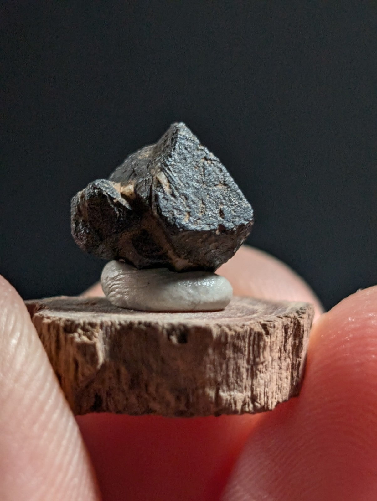Magnetite crystal, Magnet Cove, Hot Spring Co. Arkansas, Old Stock, + wood stand