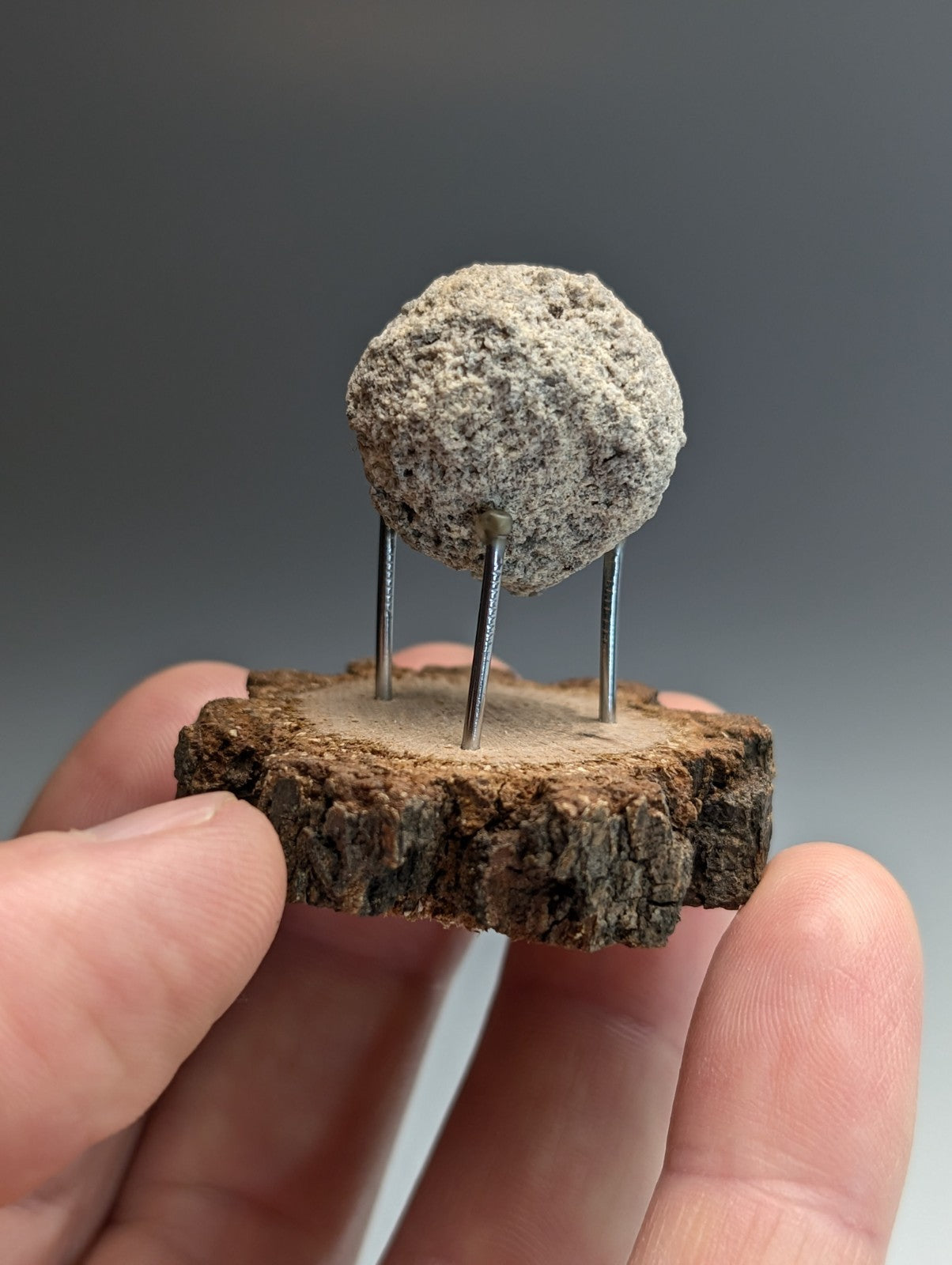 Pseudoleucite, Magnet Cove, Hot Spring County, Arkansas, Old Stock, w/wood stand