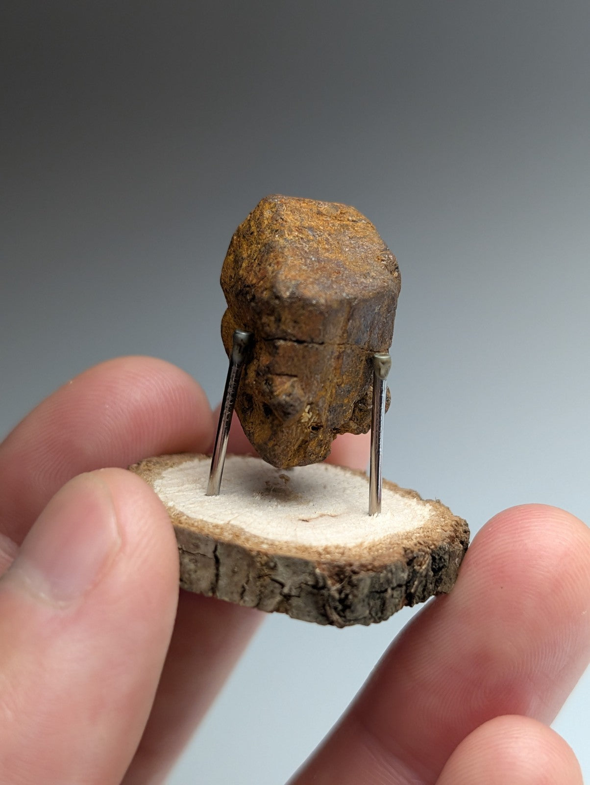 Goethite after Pyrite Pseudomorph, Magnet Cove, Arkansas,  w/ natural wood stand