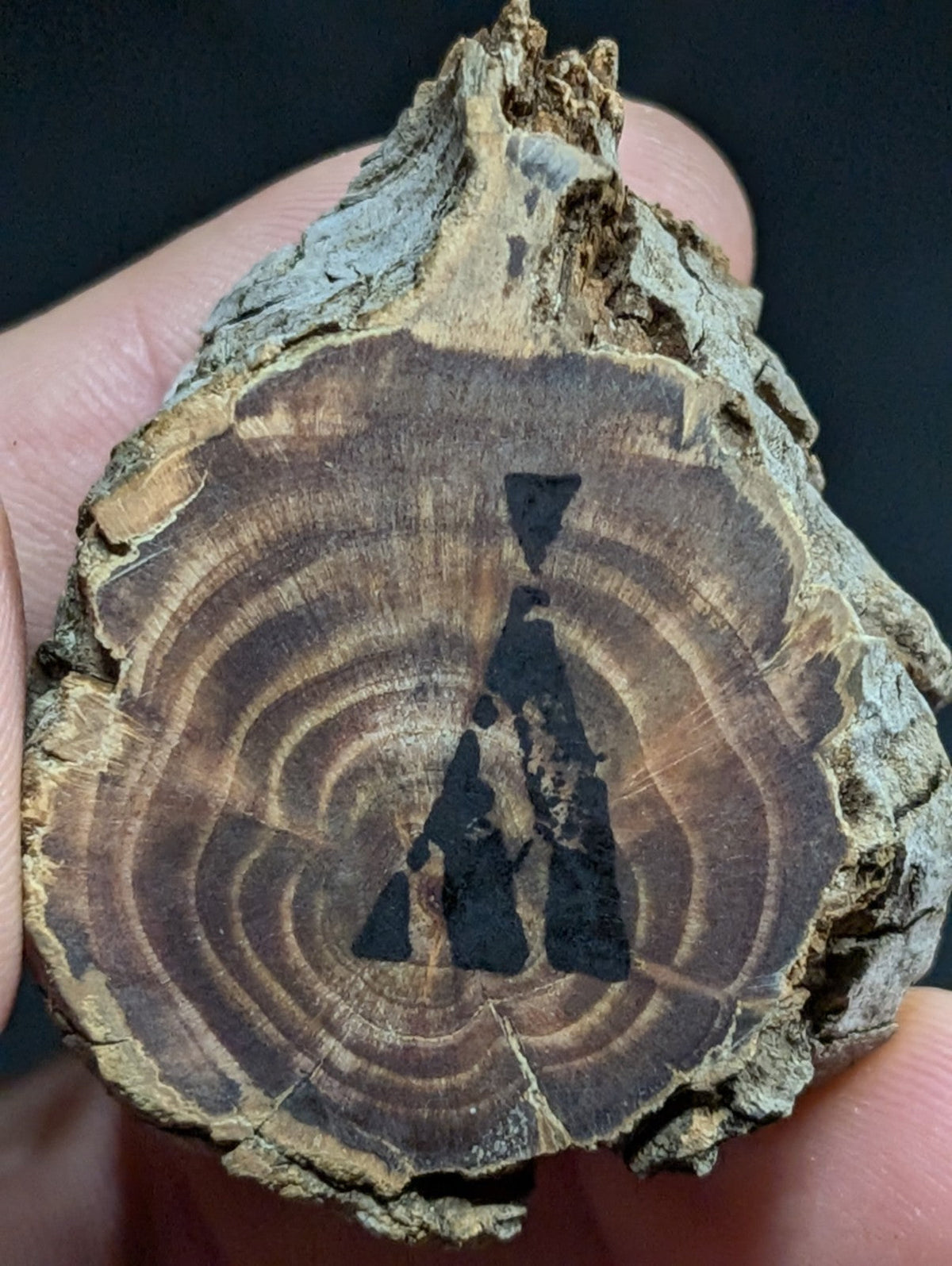 A rustic, circular cross-section of a tree trunk with visible growth rings and bark texture.