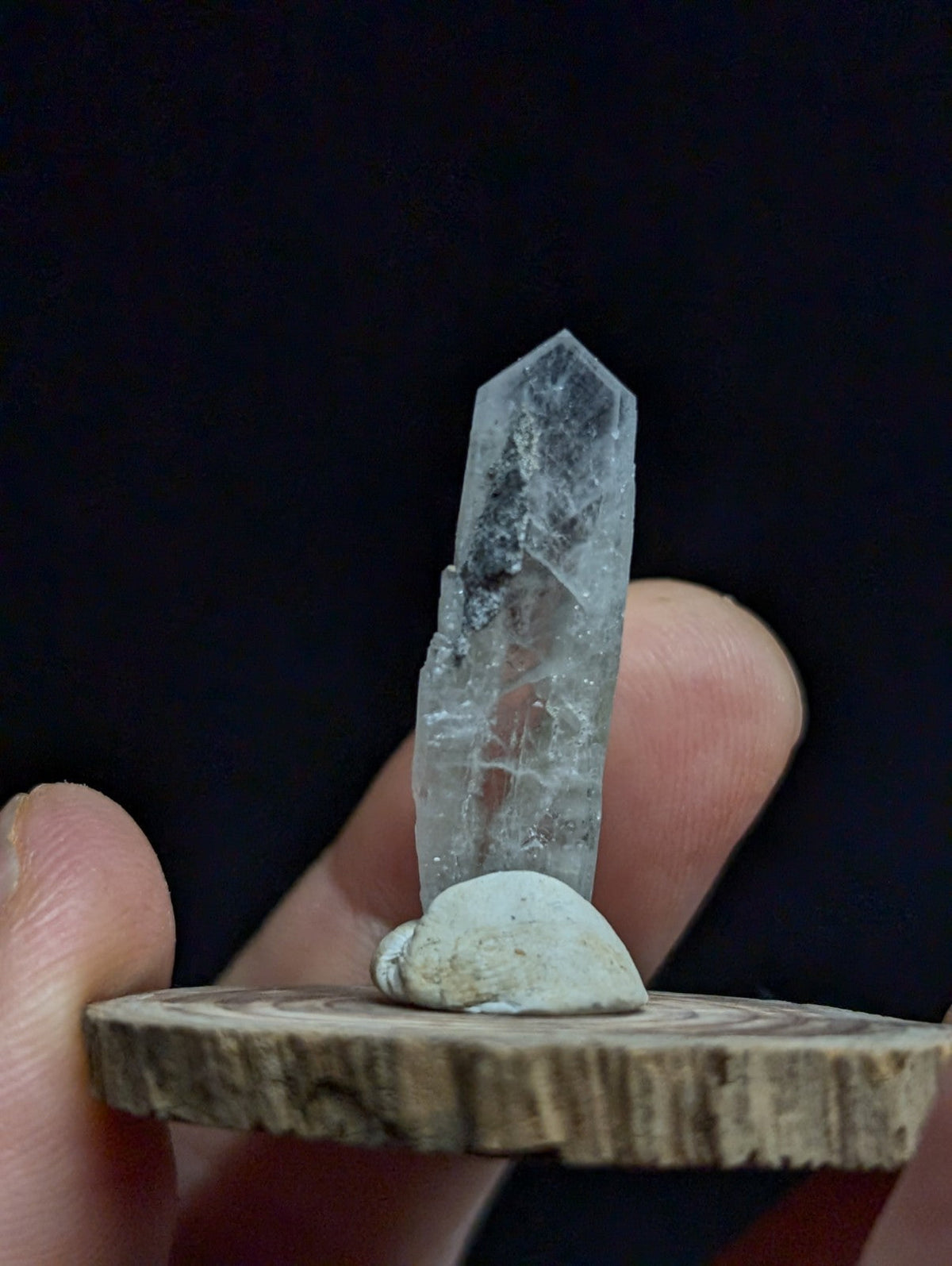 A translucent, clear quartz crystal with subtle internal veining and a pointed tip stands upright on a small, light-colored seashell atop a rustic wooden slice.
