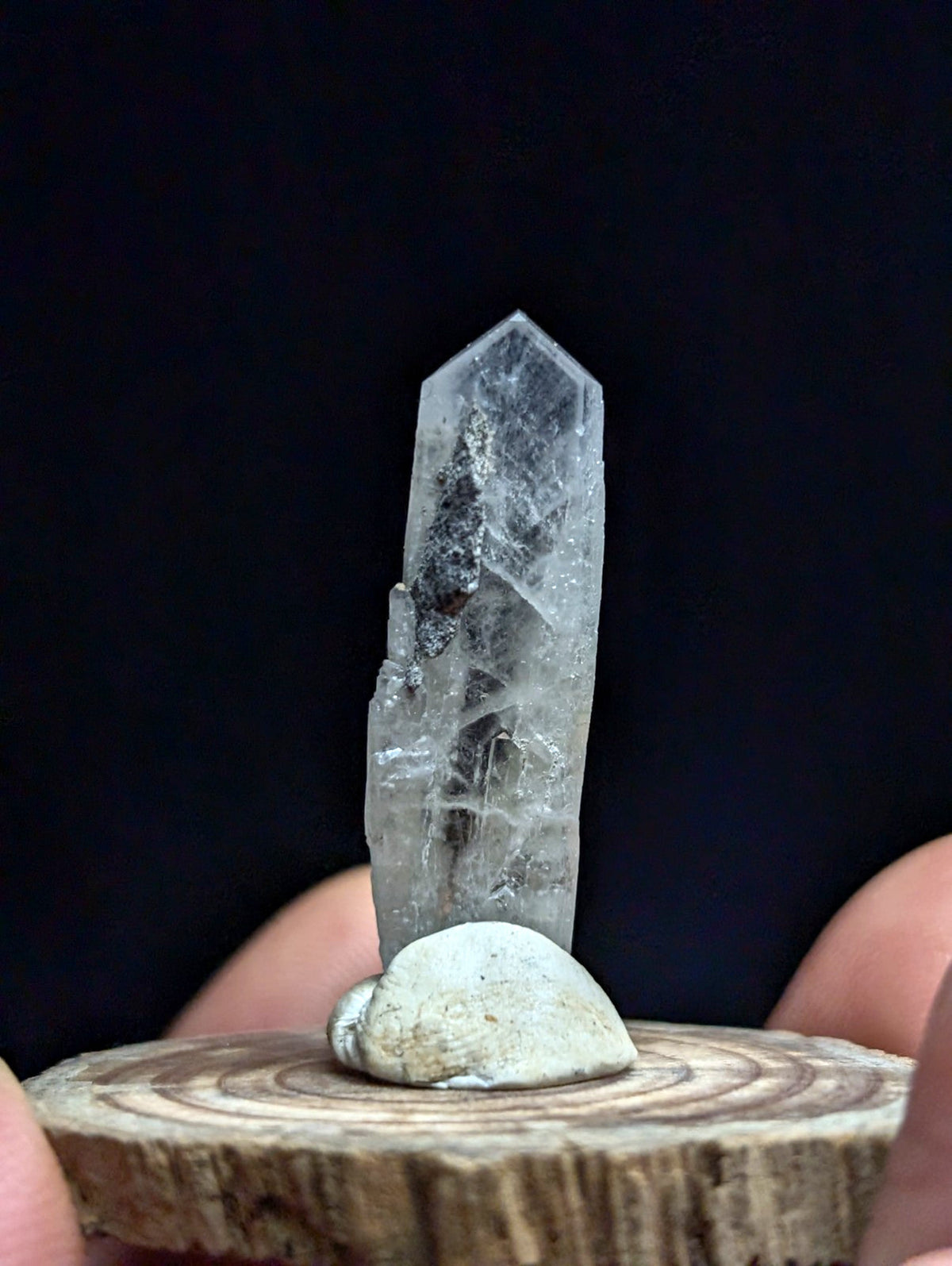 A clear, translucent quartz crystal with natural inclusions stands upright on a small white seashell atop a circular wooden slice.