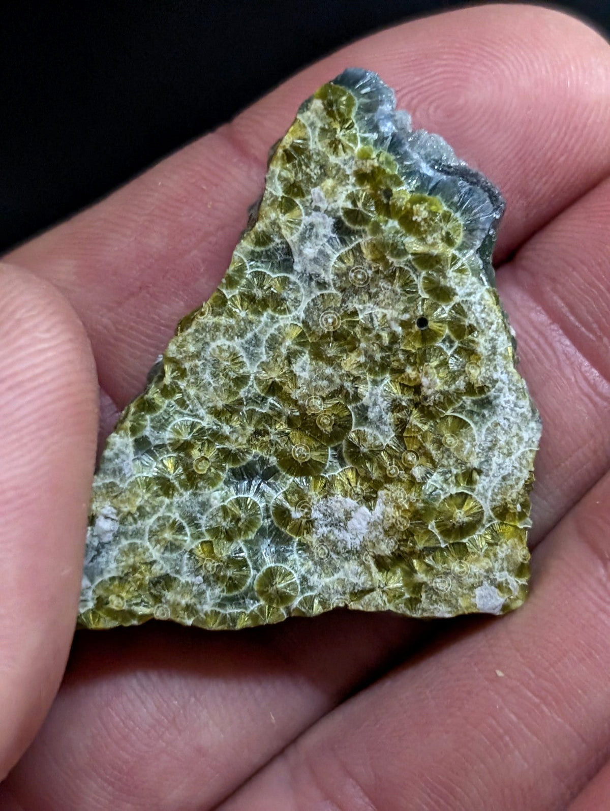 A triangular piece of green and white fossilized coral with intricate circular patterns.