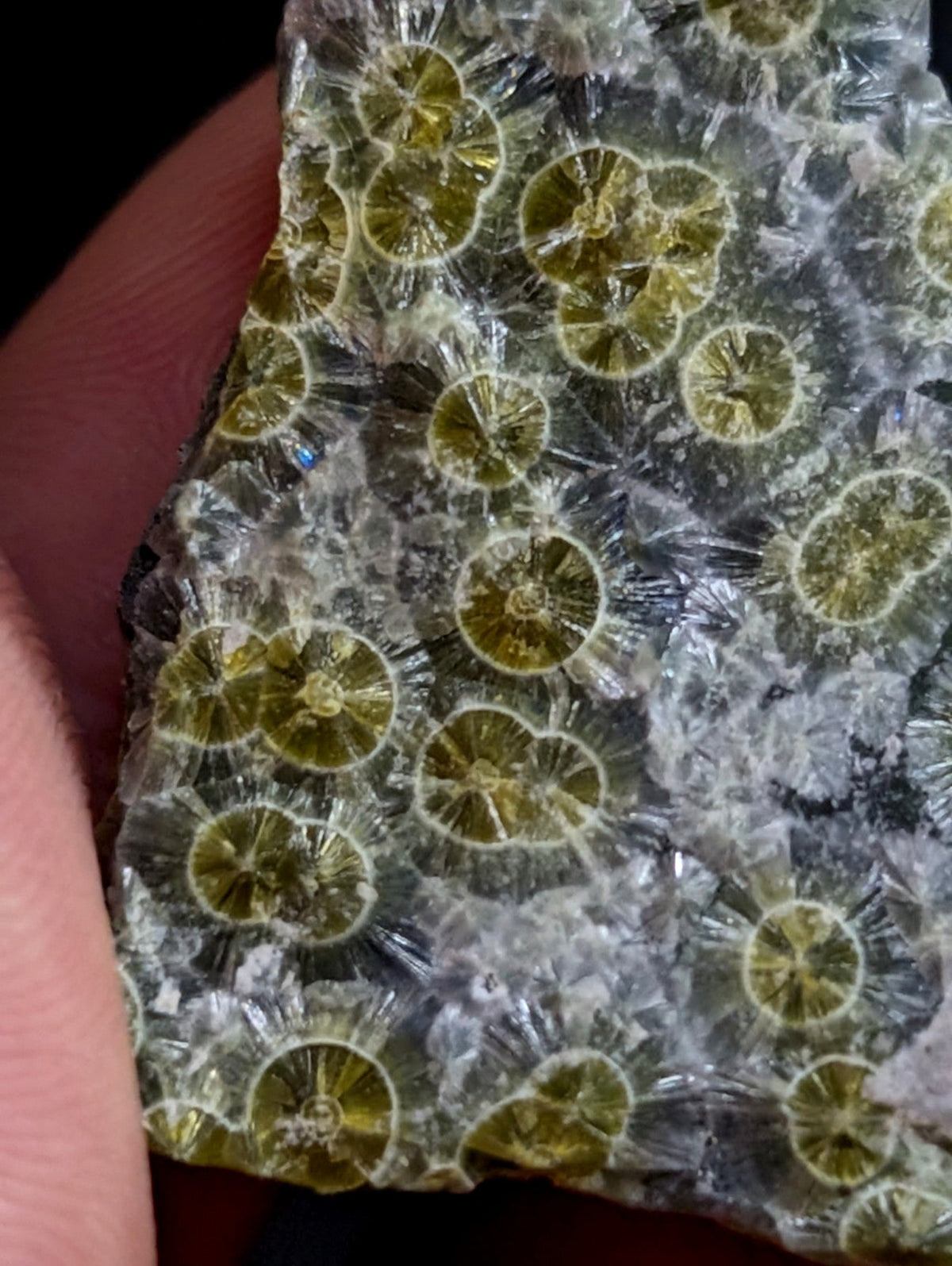 A translucent, crystalline fossilized coral specimen featuring vibrant green circular patterns against a clear, glassy matrix.