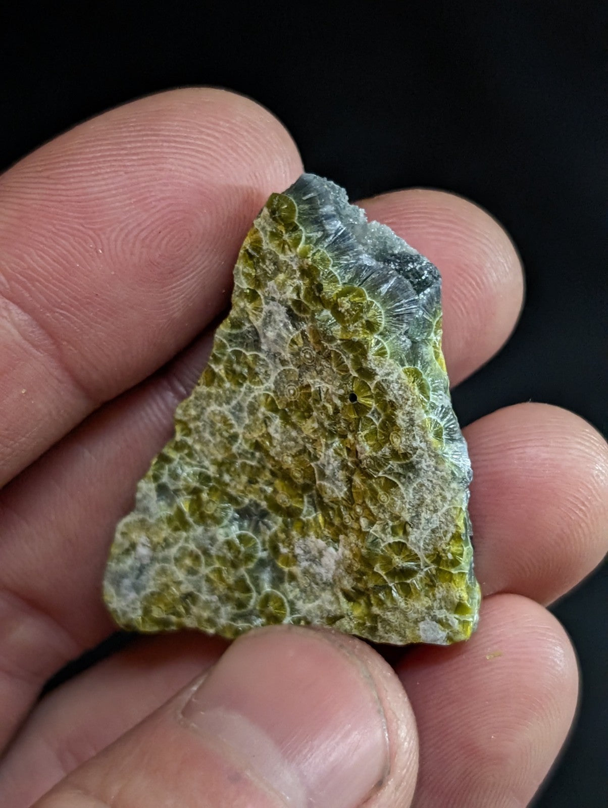 A triangular piece of green and gray fossilized coral with a textured, patterned surface.