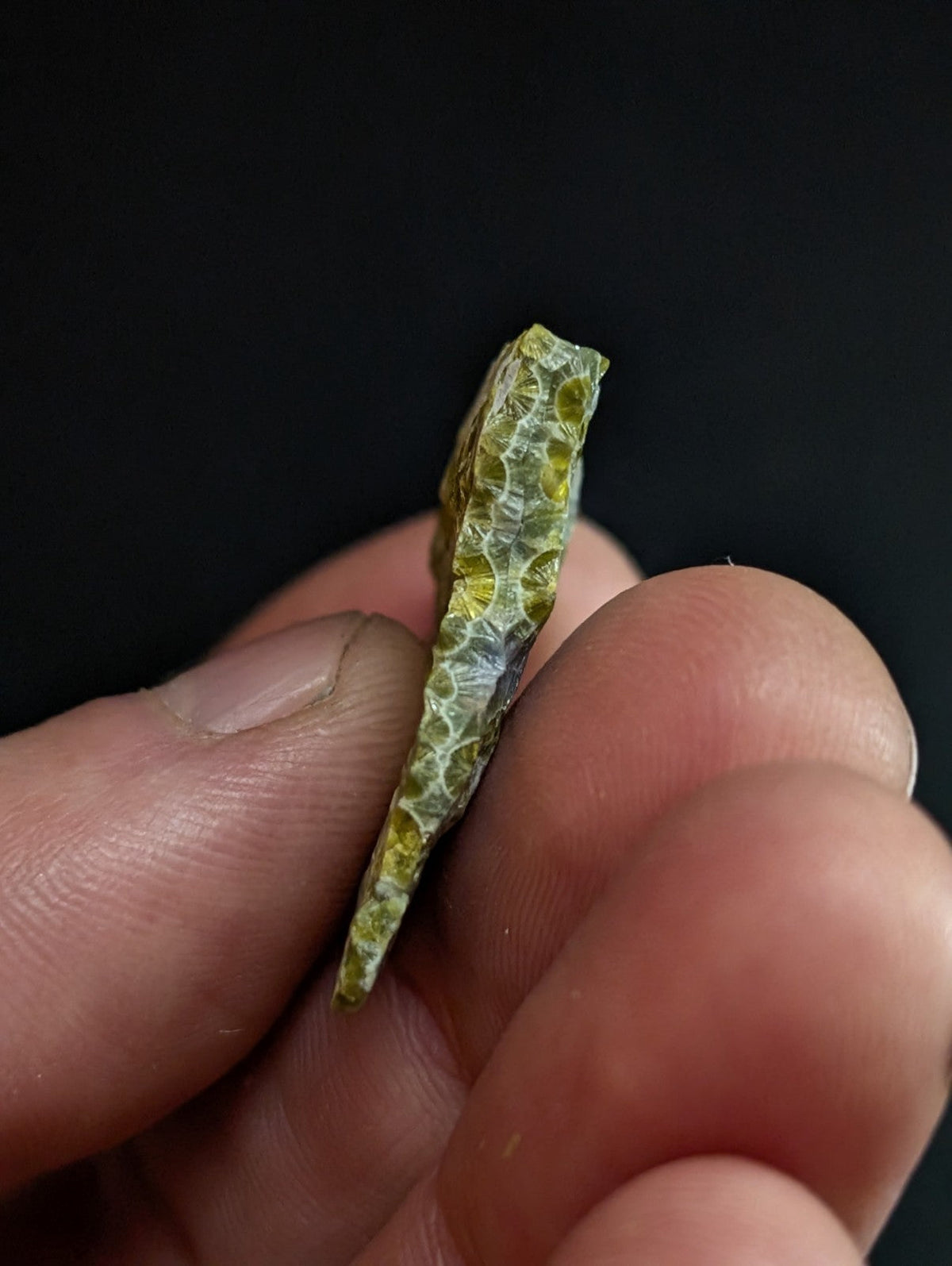 A green and yellow honeycomb-patterned fossilized stone fragment held in a hand.