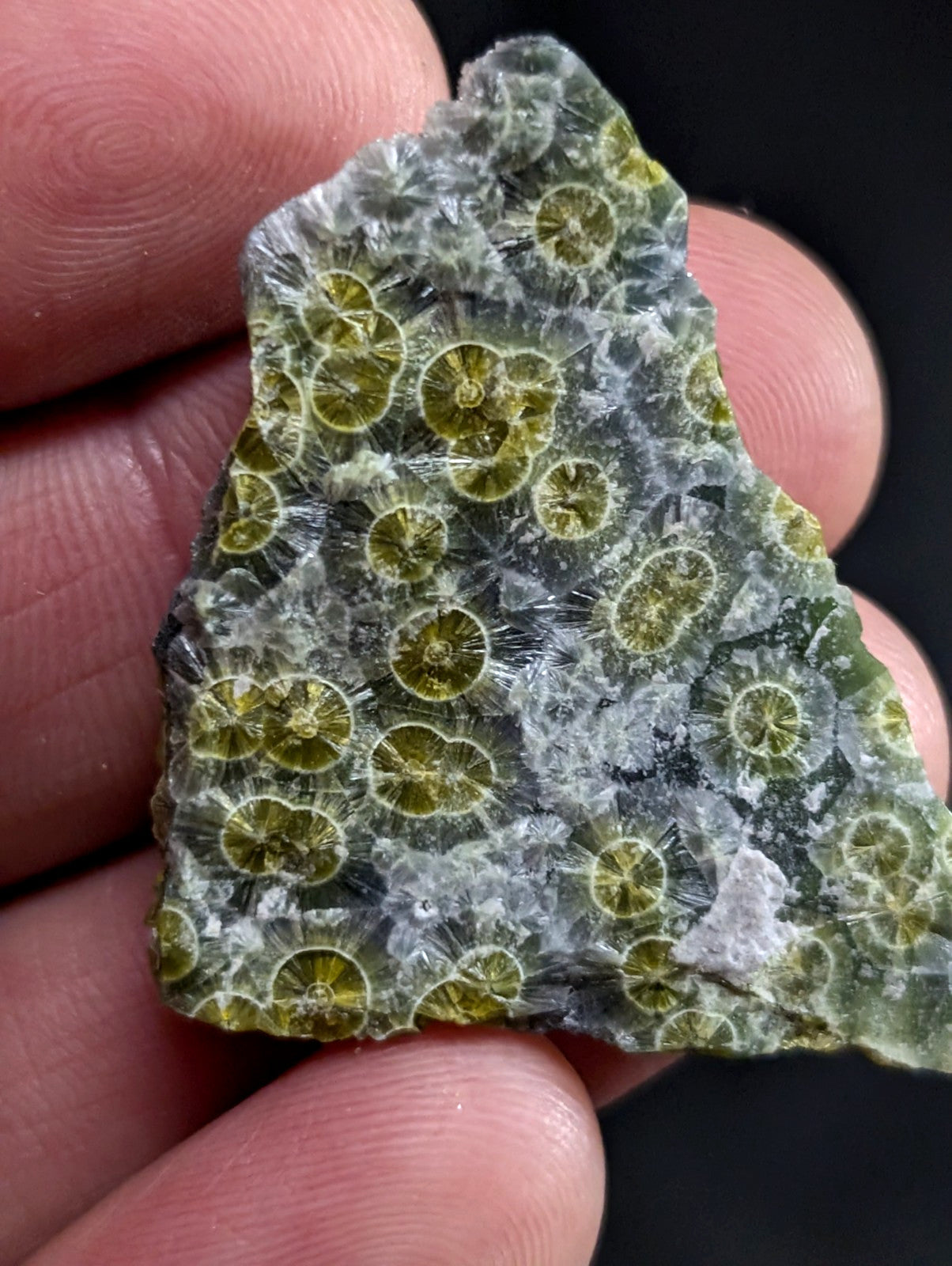 A green and white fossilized coral specimen with circular, radiating patterns.