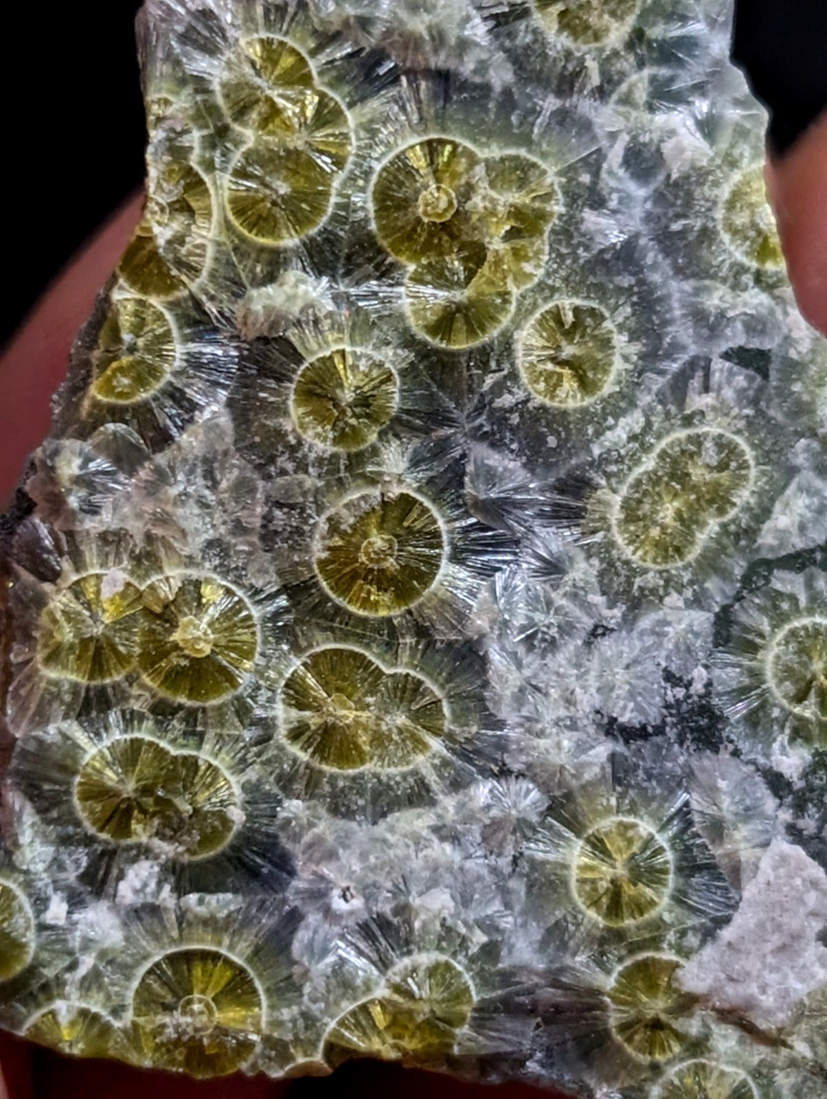 A translucent green and white fossilized coral specimen with intricate radial patterns.
