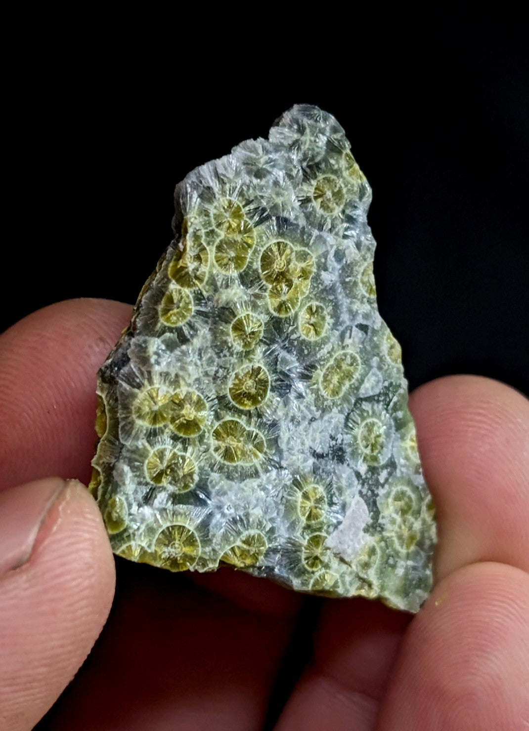 A translucent green and white fossilized coral specimen with circular, radiating patterns.