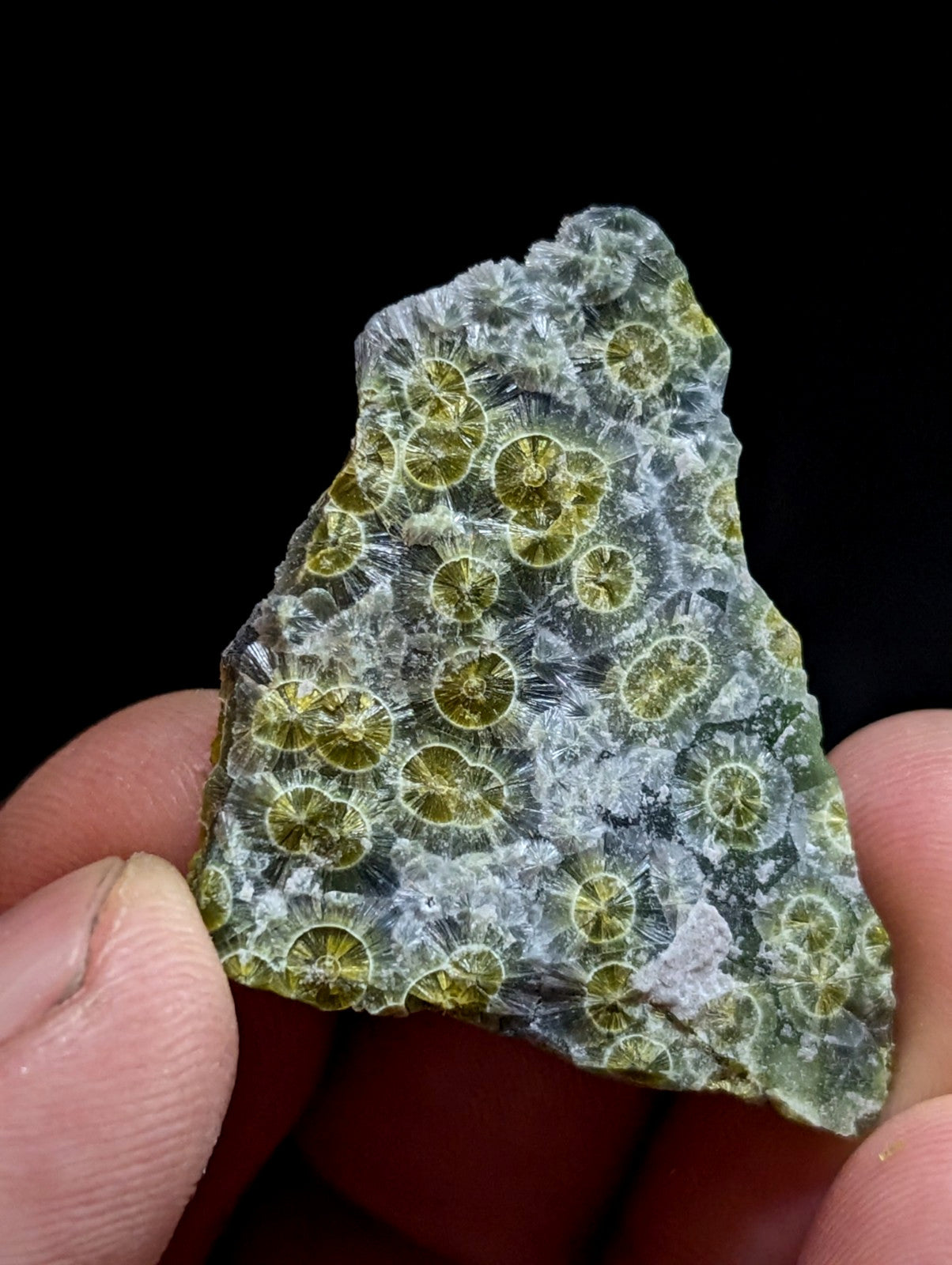 A translucent green and gray fossilized coral specimen with intricate circular patterns.