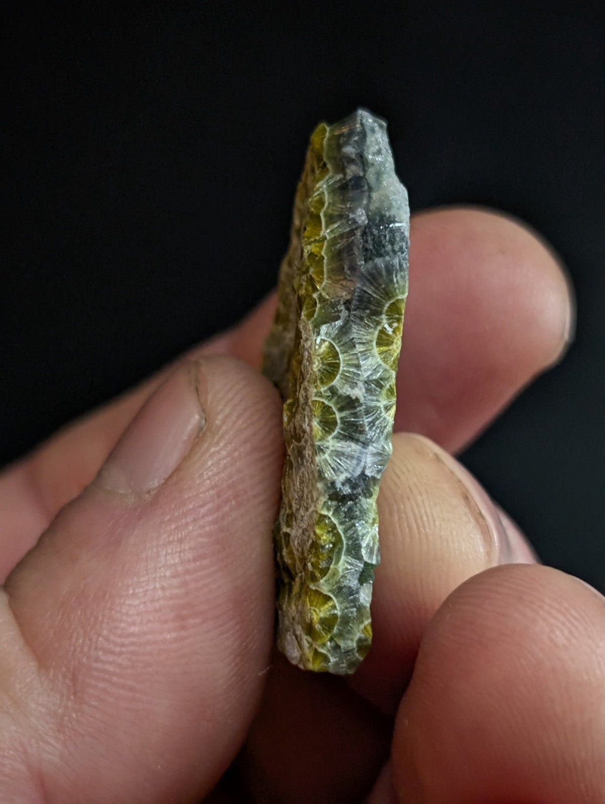 A translucent green and gray fossilized coral fragment with a textured, honeycomb-like pattern.
