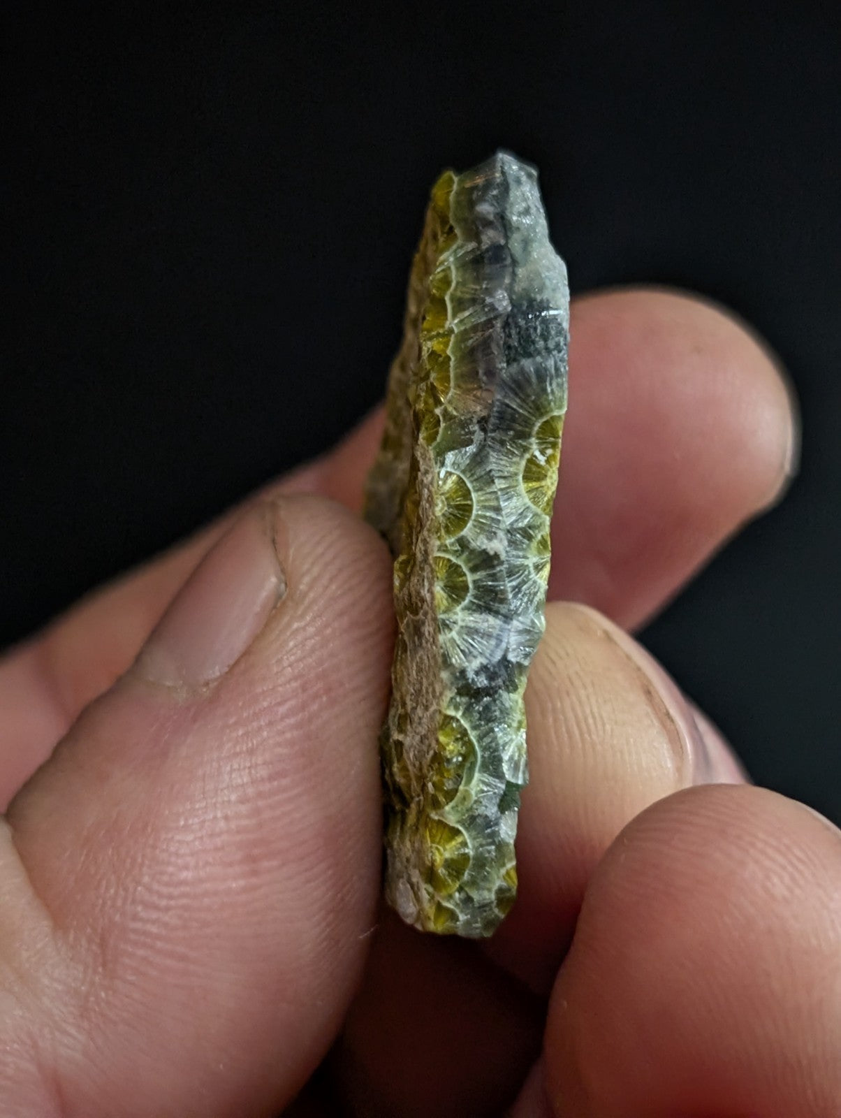 A translucent green and gray fossilized coral fragment with a textured, honeycomb-like pattern.