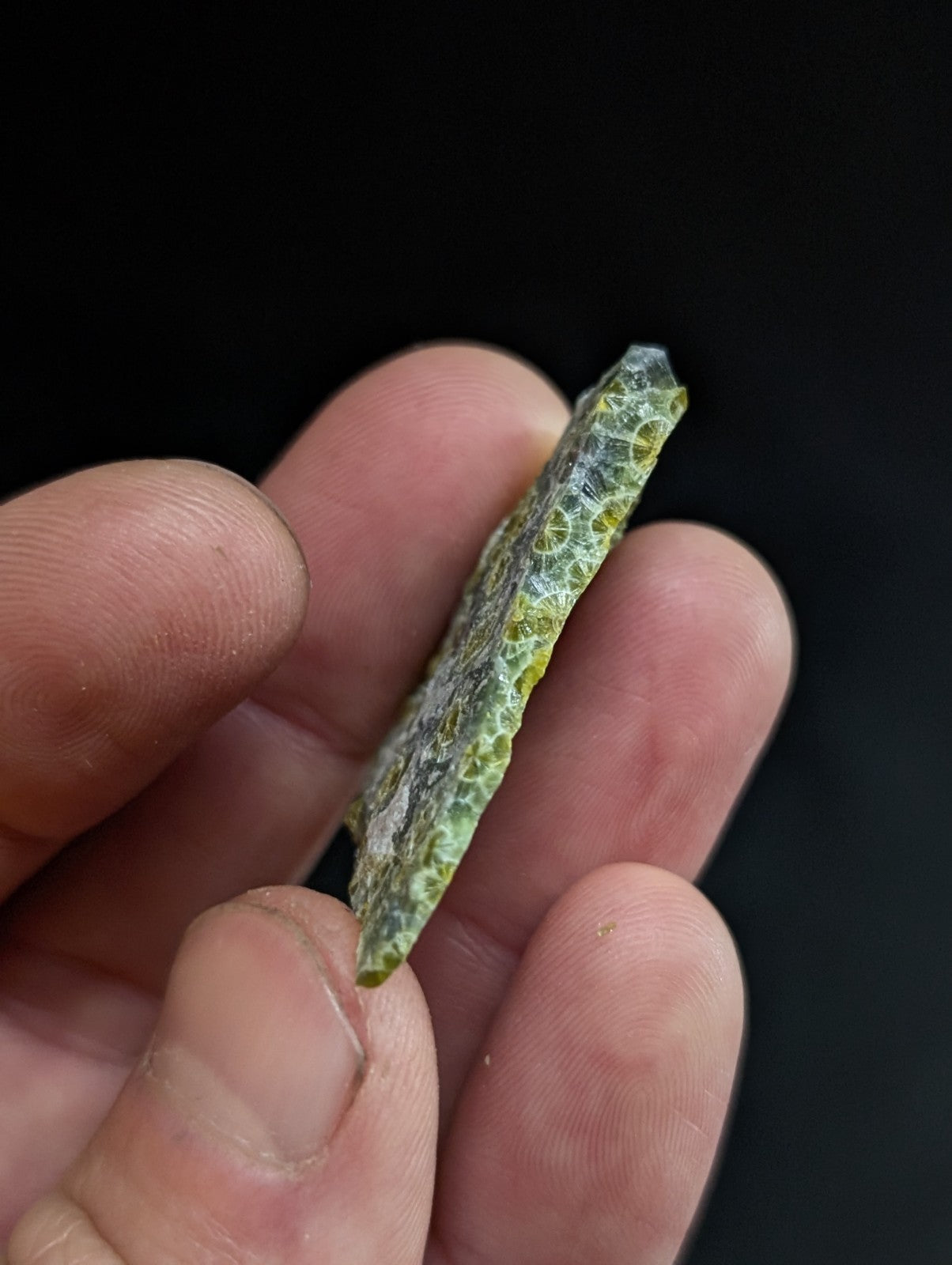 A green, leaf-patterned fossilized coral fragment held in a hand.