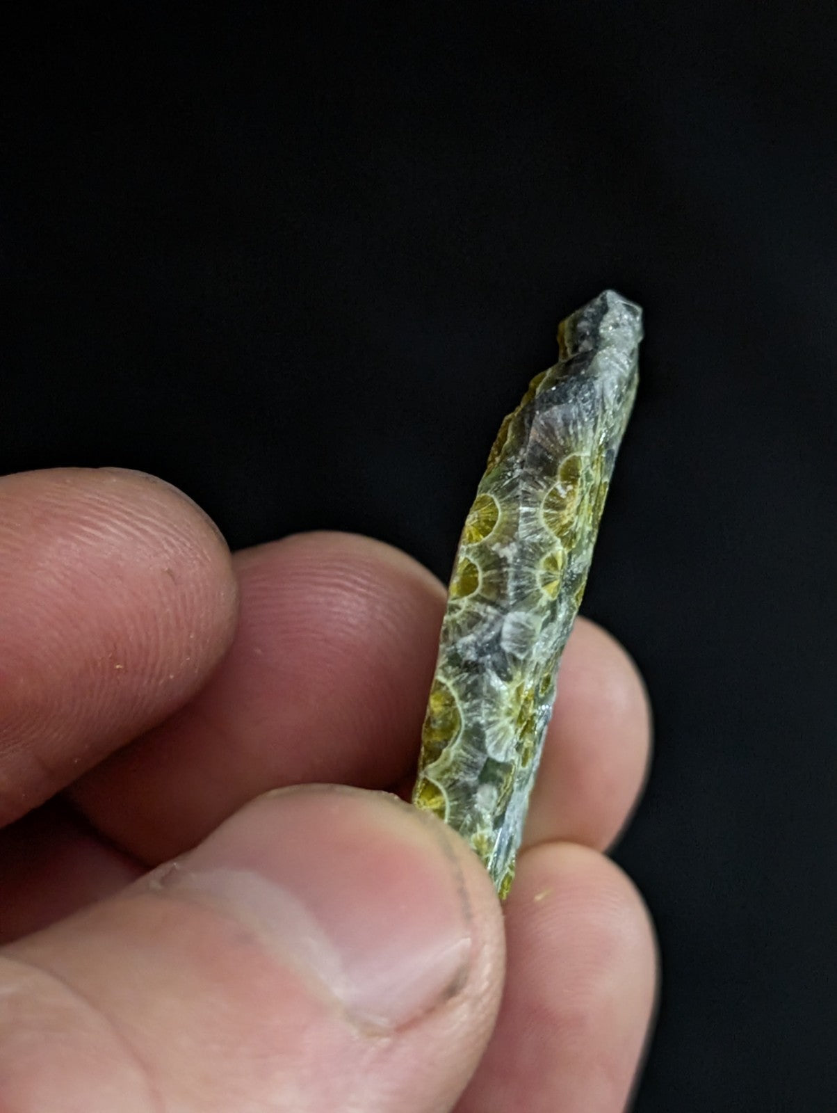 A translucent green and white fossilized coral fragment with a textured, porous surface.