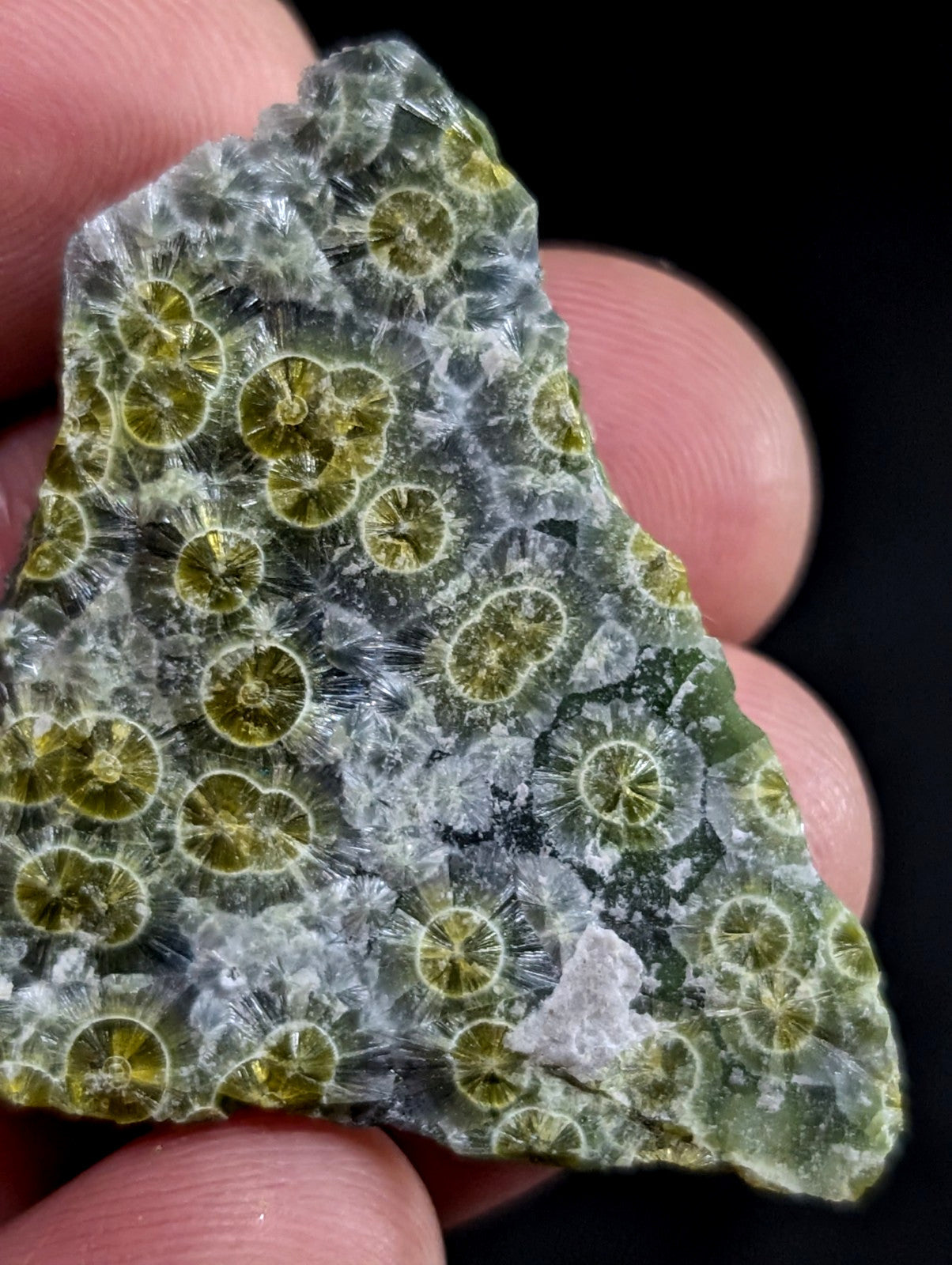A hand holds a translucent green and white fossilized coral specimen with circular, radiating patterns.