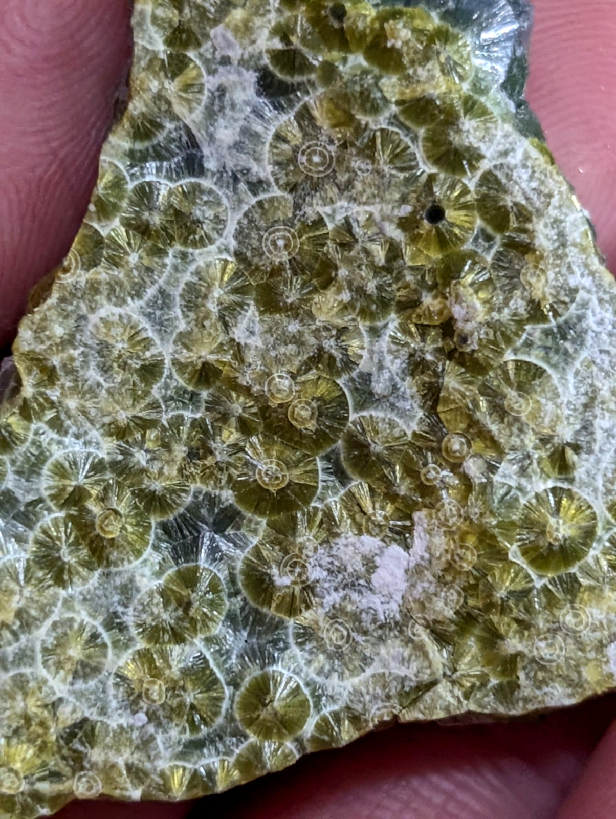 A vibrant green fossilized coral specimen with intricate, circular patterns and a glossy surface.