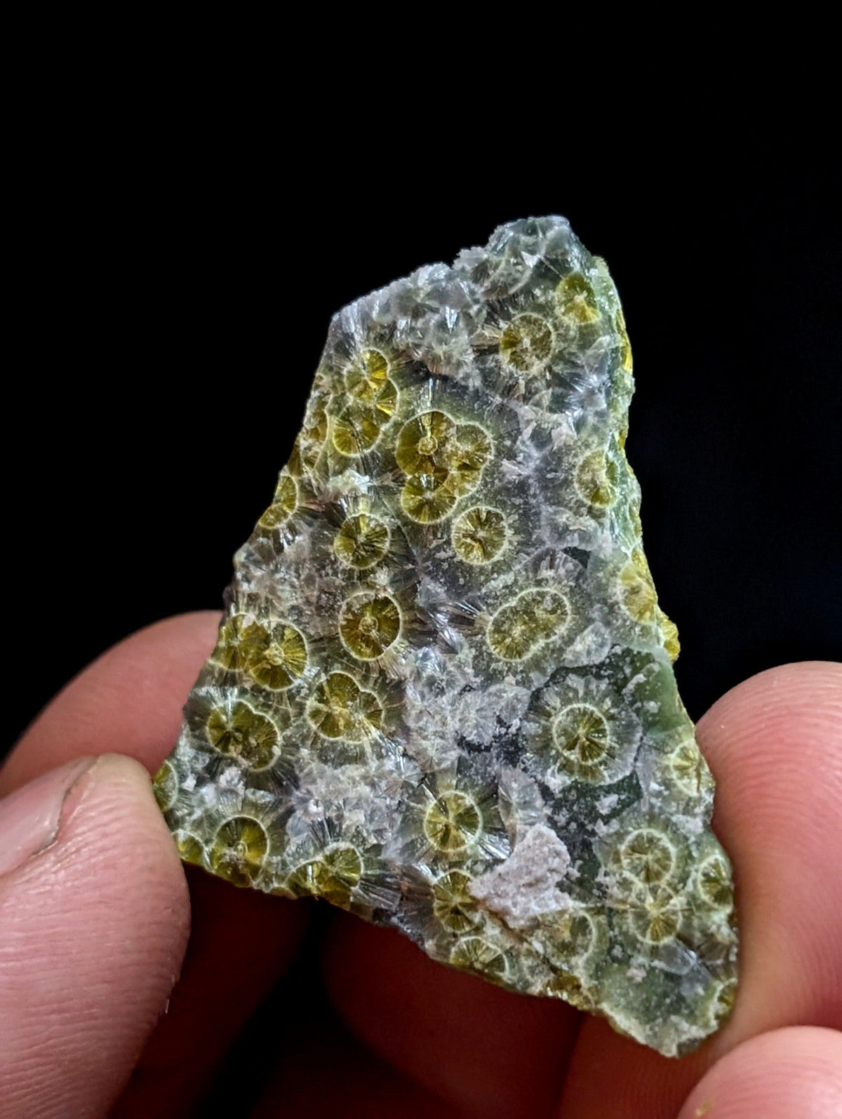 A translucent green fossilized coral specimen with intricate circular patterns and a slightly rough, irregular surface.