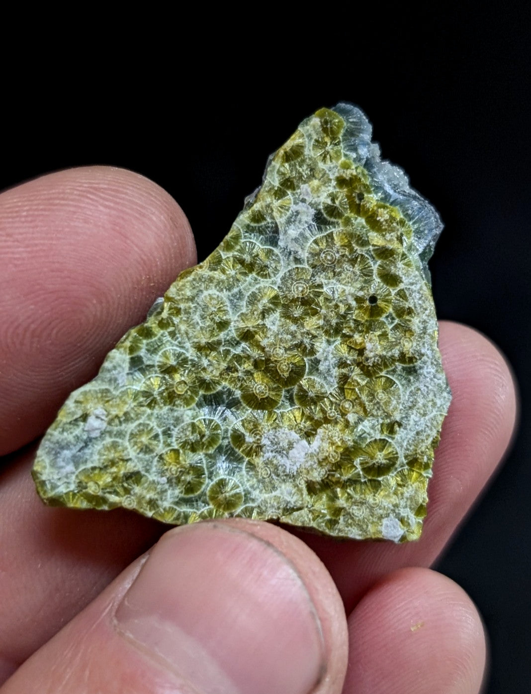 A triangular piece of green and white fossilized coral with a textured, circular pattern.
