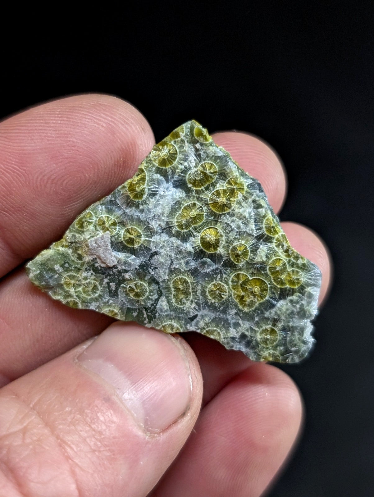 A triangular piece of green and gray fossilized coral with circular, lime-green patterns.