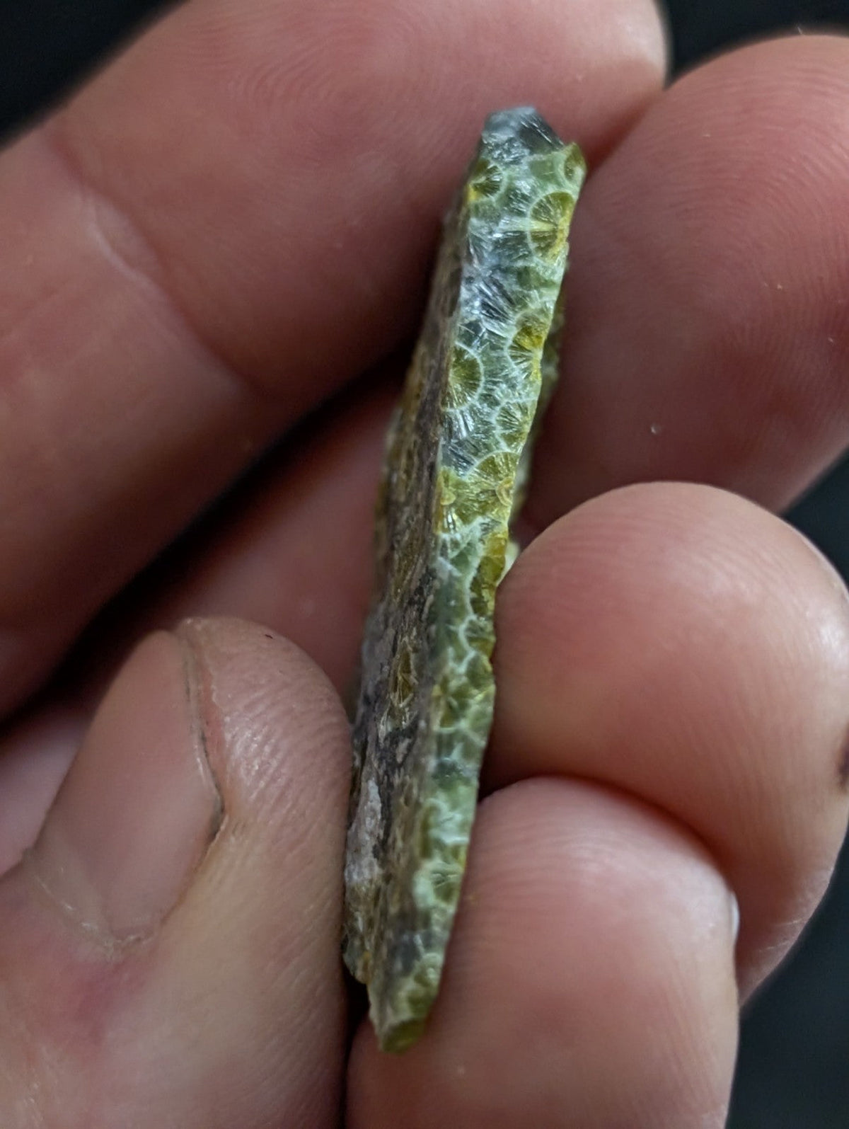 A green and white fossilized coral fragment with a textured, circular pattern.