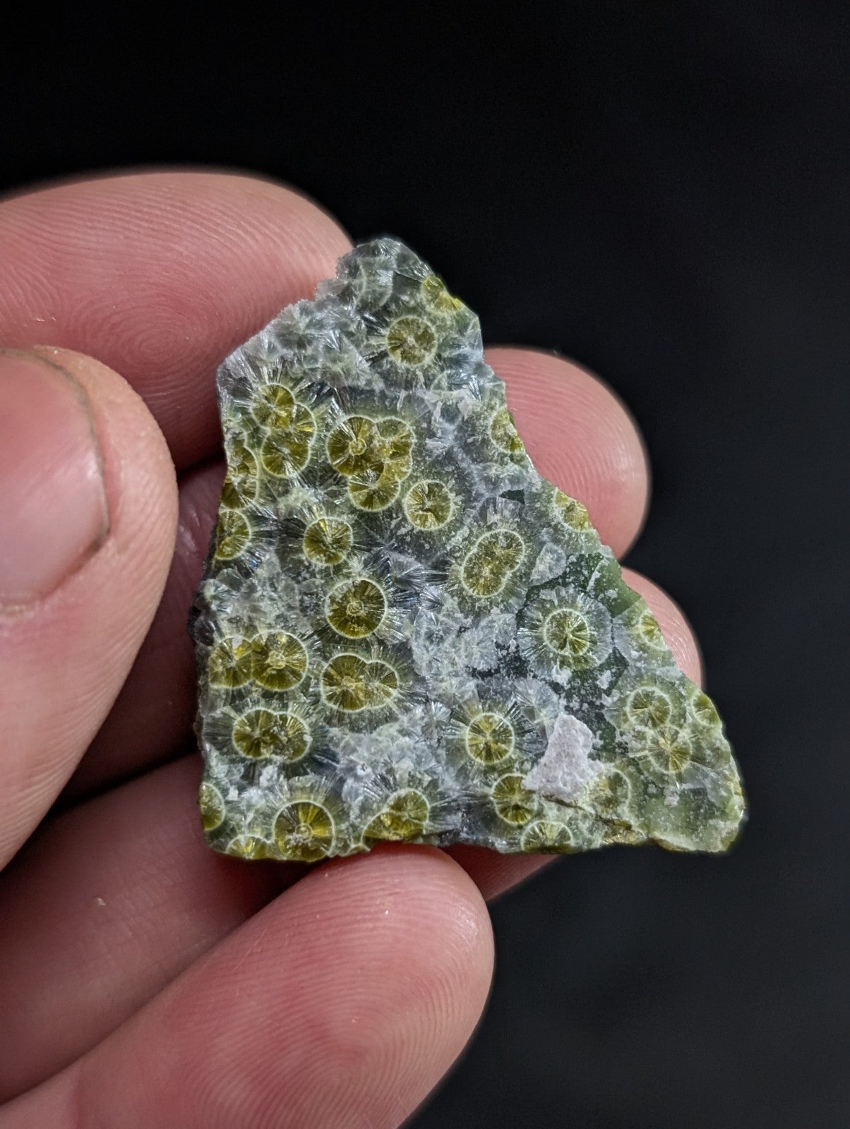 A green and white fossilized coral specimen with circular, lime-green patterns.