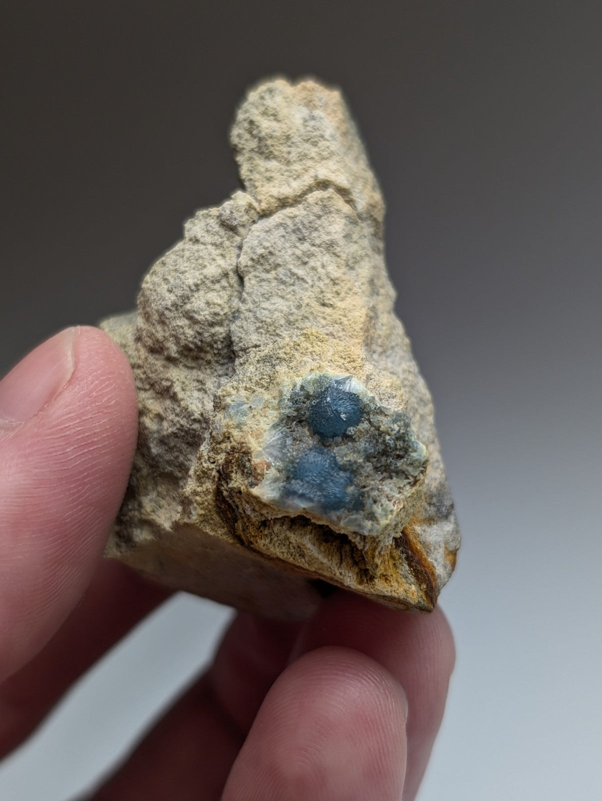 A hand holds a rough light beige rock with two blue wavellite gemstones from Mauldin Mountain Arkansas