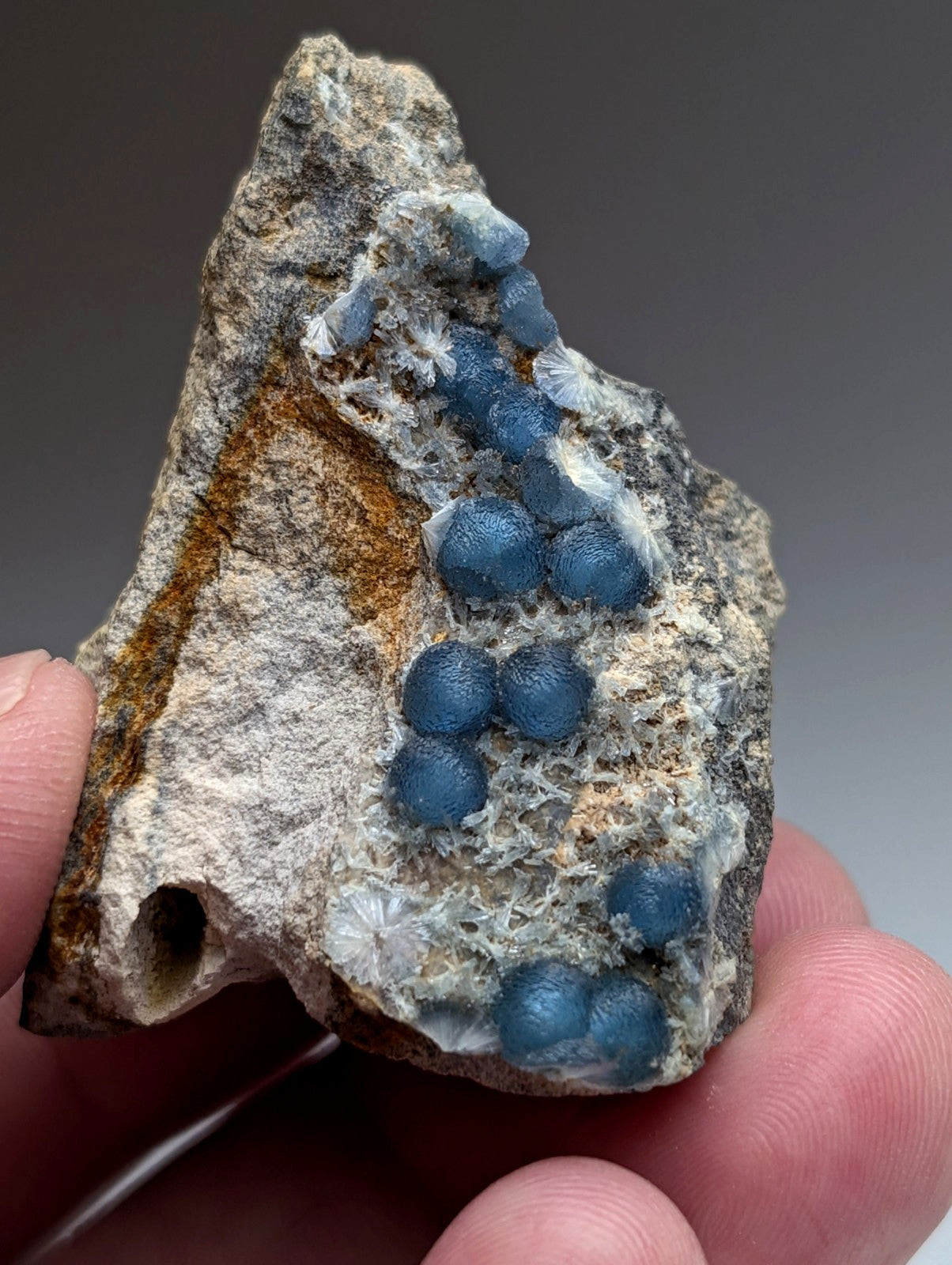 A hand holds a rugged gray rock with vibrant blue spherical wavellite crystals from Mauldin Mountain Arkansas
