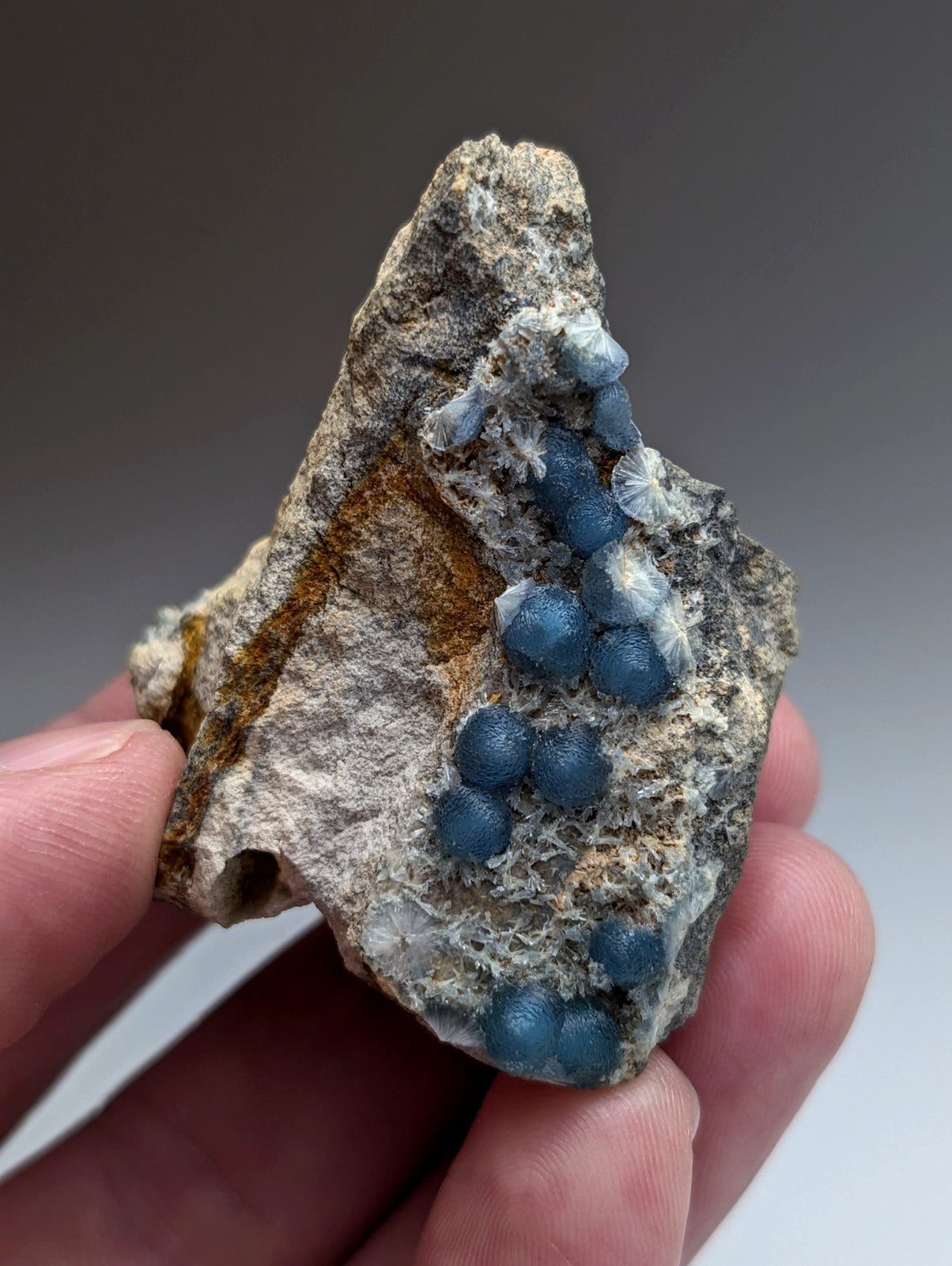 A hand holds a rough gray rock with vibrant blue spherical blue wavellite crystals from Mauldin Mountain Arkansas