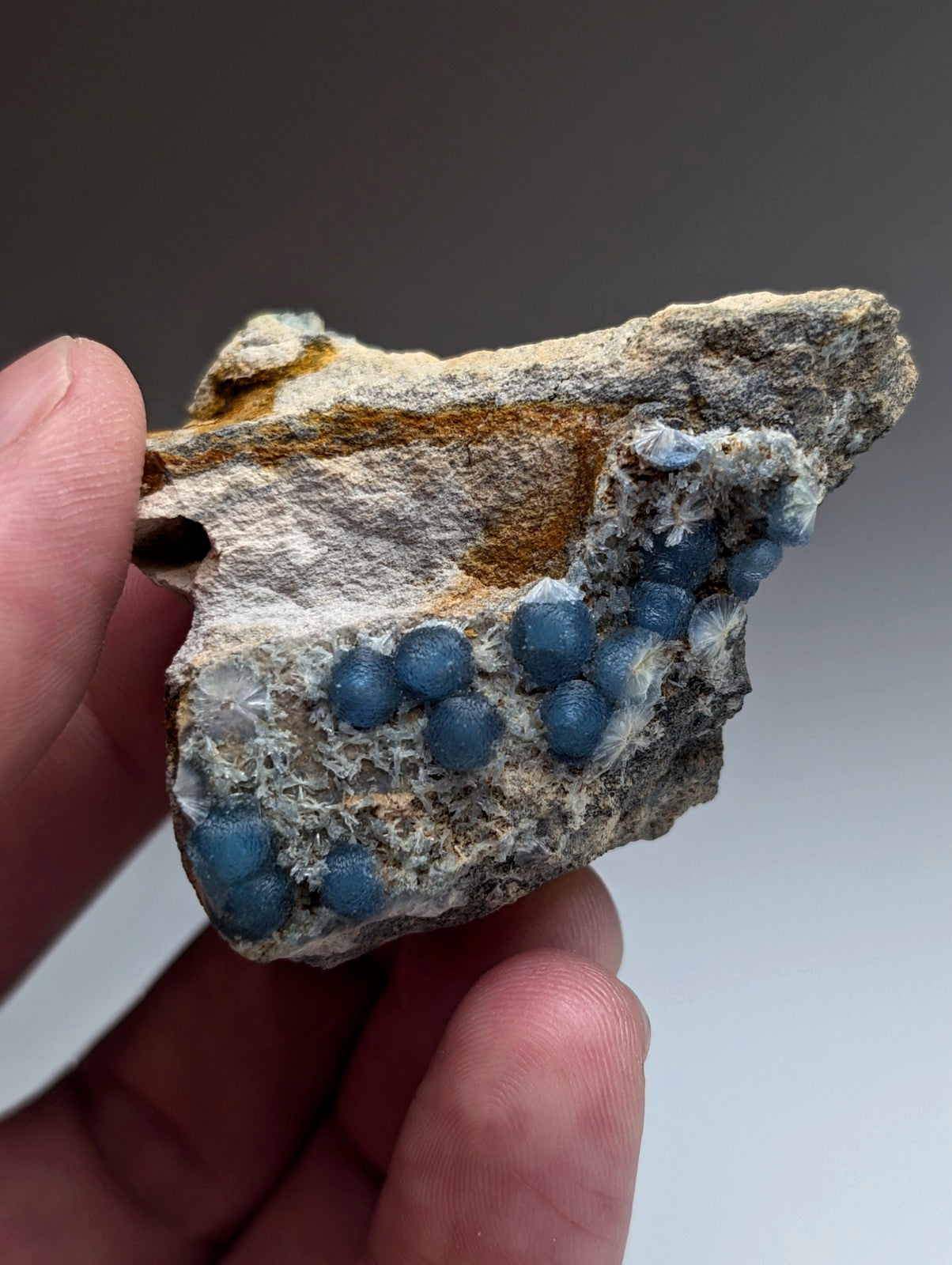 A hand holds a rugged light gray rock with vibrant blue spherical crystals of A+++ blue Wavellite from Arkansas