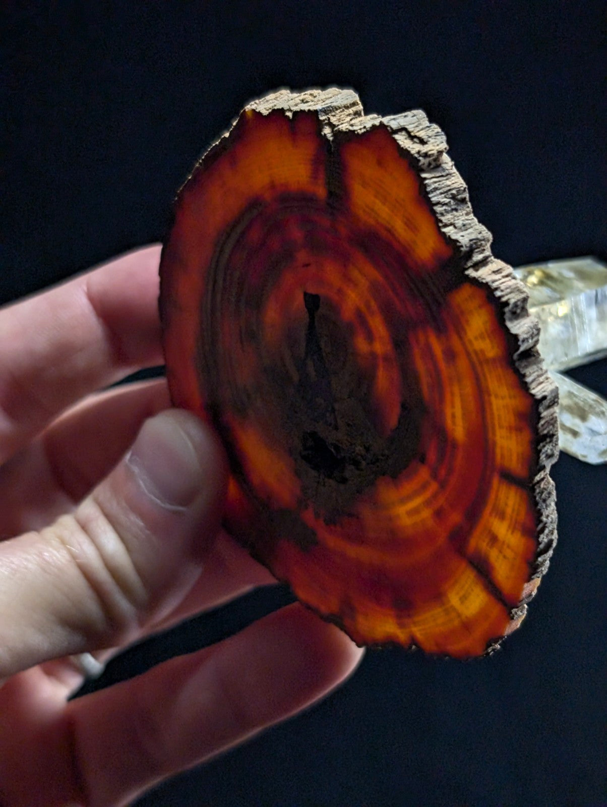 A hand holds a circular slice of orange and brown wood with visible growth rings.