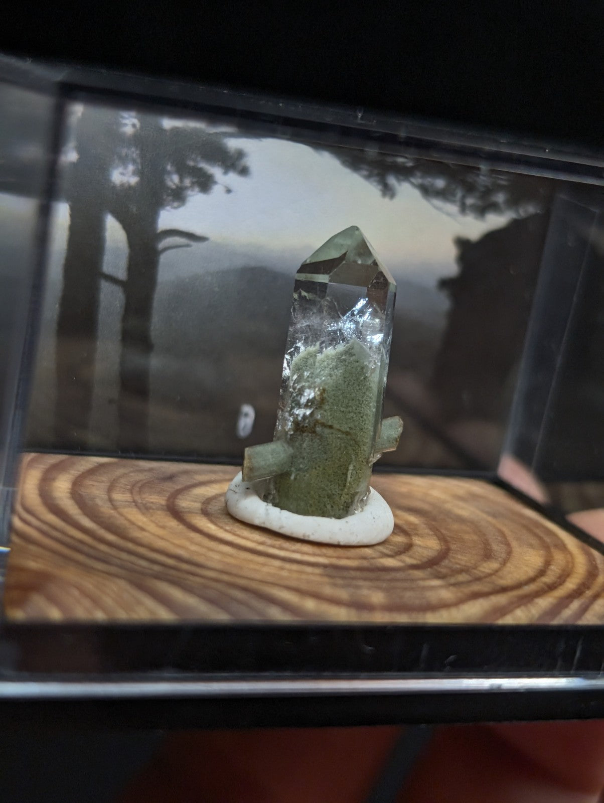 A clear quartz crystal with a greenish base, displayed in a transparent display case on a wooden surface.