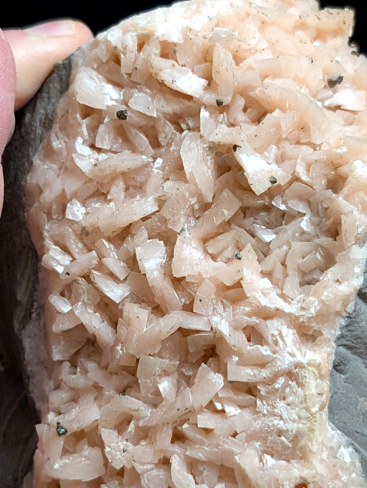 A cluster of translucent pink crystals growing densely from a dark rock base.