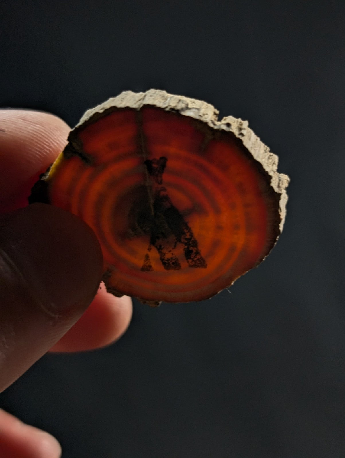 A circular, amber-hued slice of wood with a natural bark edge and concentric rings.