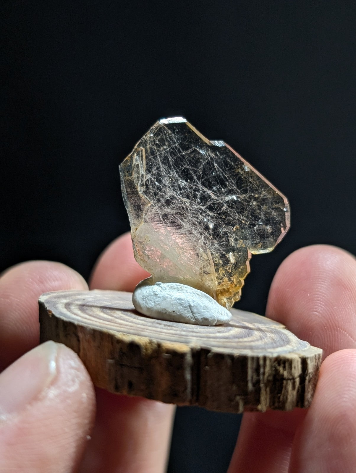A translucent yellowish-orange crystal with a web-like internal pattern, displayed on a small wooden slice.