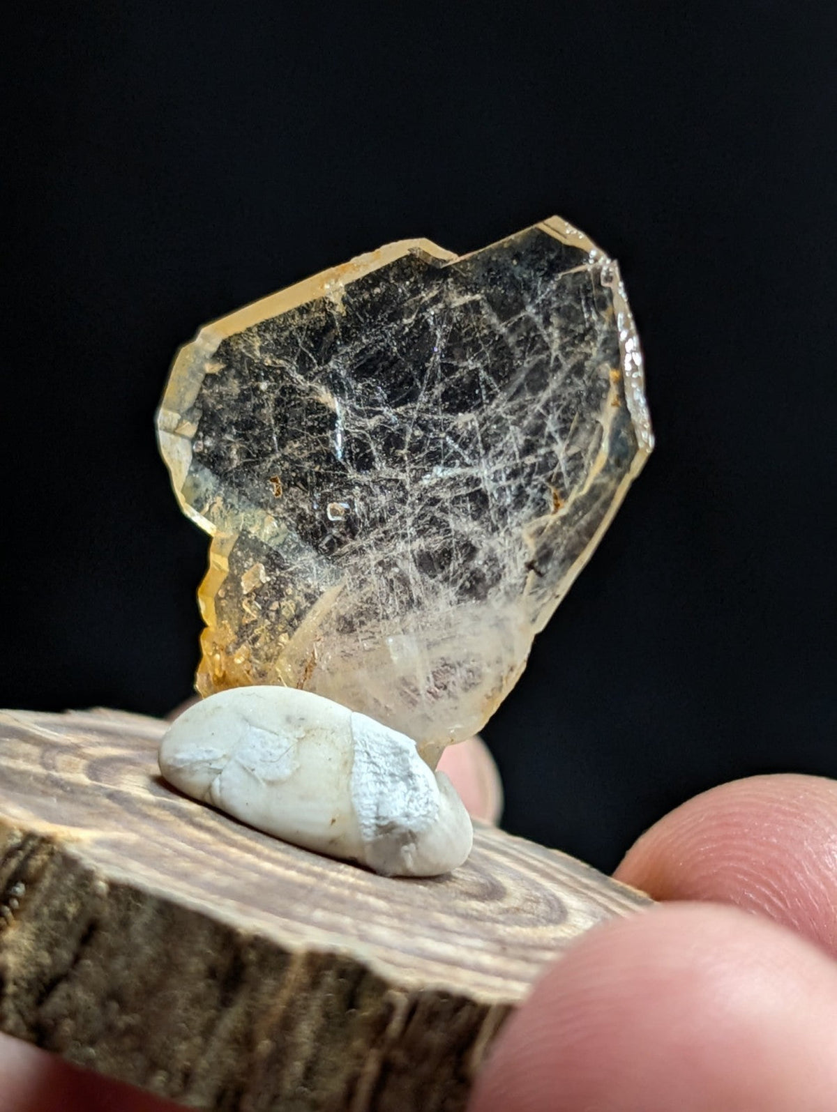 A translucent golden-yellow crystal with intricate white internal veining, resting atop a smooth pale gray stone on a wooden slice.