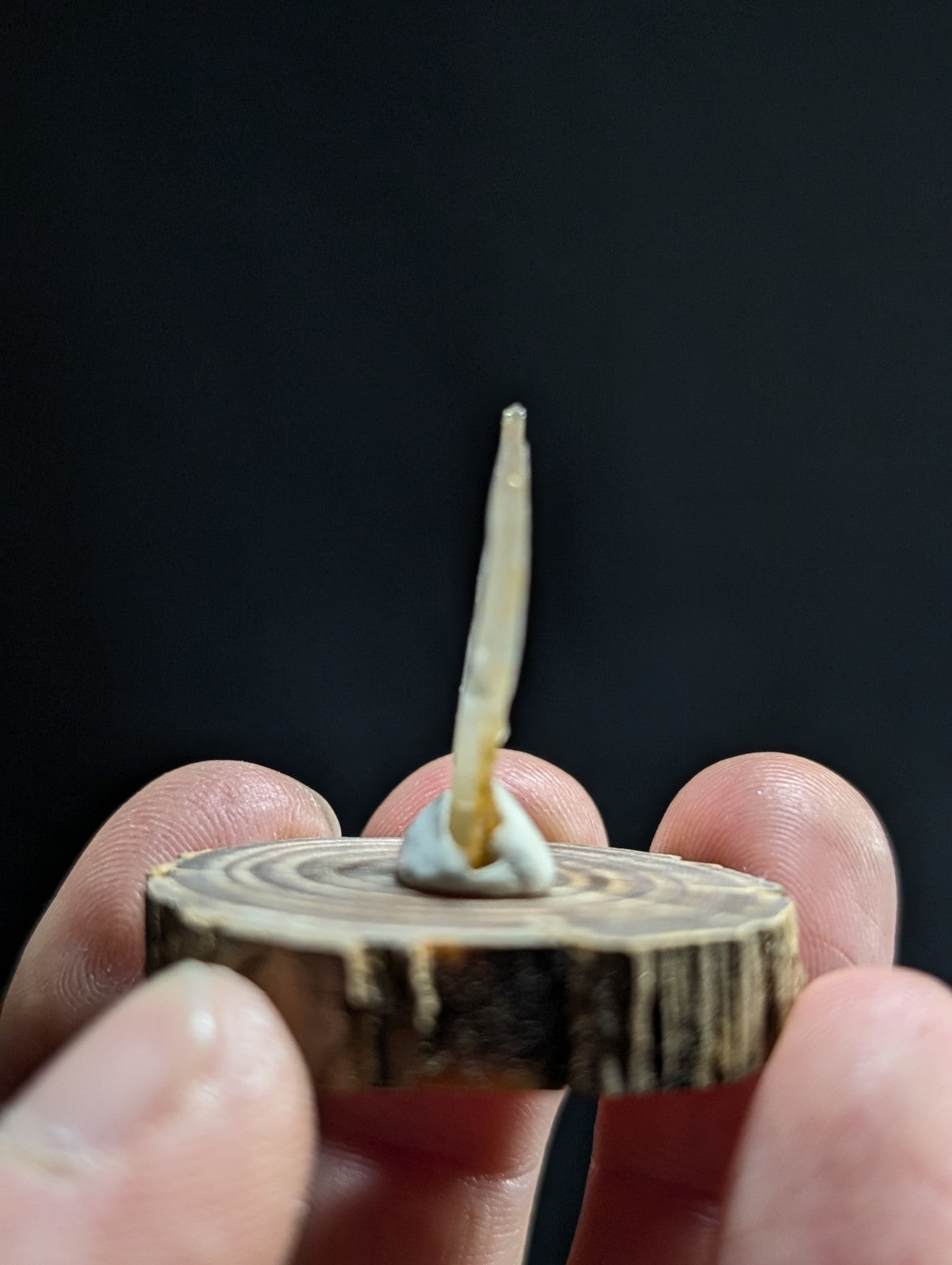 A translucent, pale yellowish root emerging from a small mound of grayish-white material on top of a circular wooden slice.