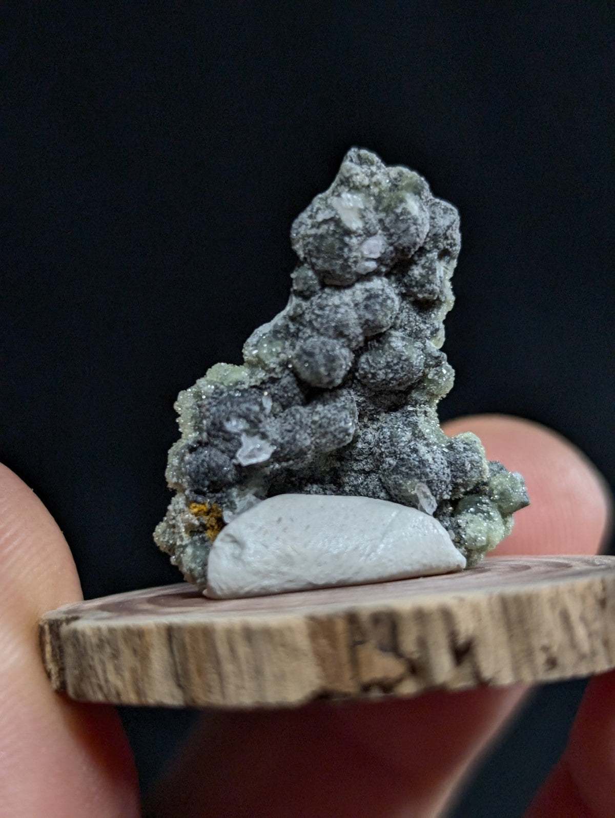 A textured gray mineral specimen with clustered, rounded formations and a smooth white base stone displayed on a rustic wooden slice.