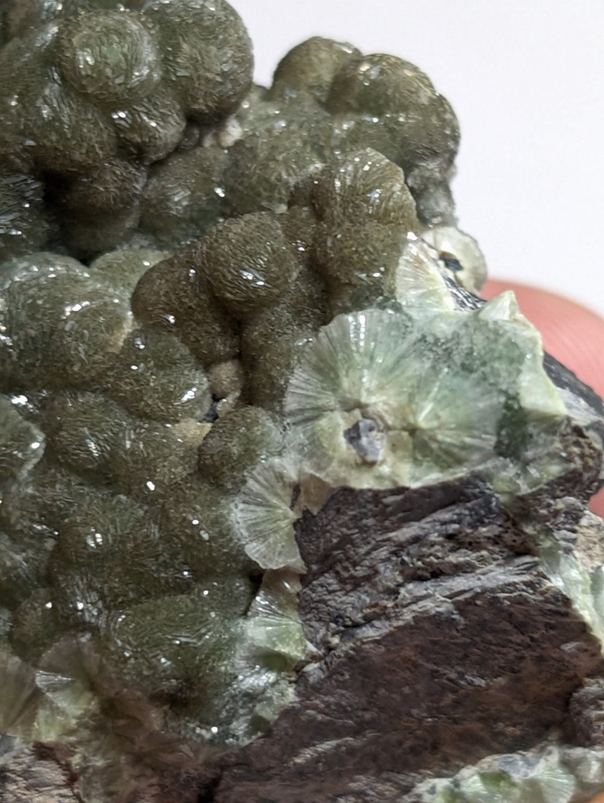 A cluster of greenish-gray, bulbous and fan-shaped mineral formations with a rough, textured surface.