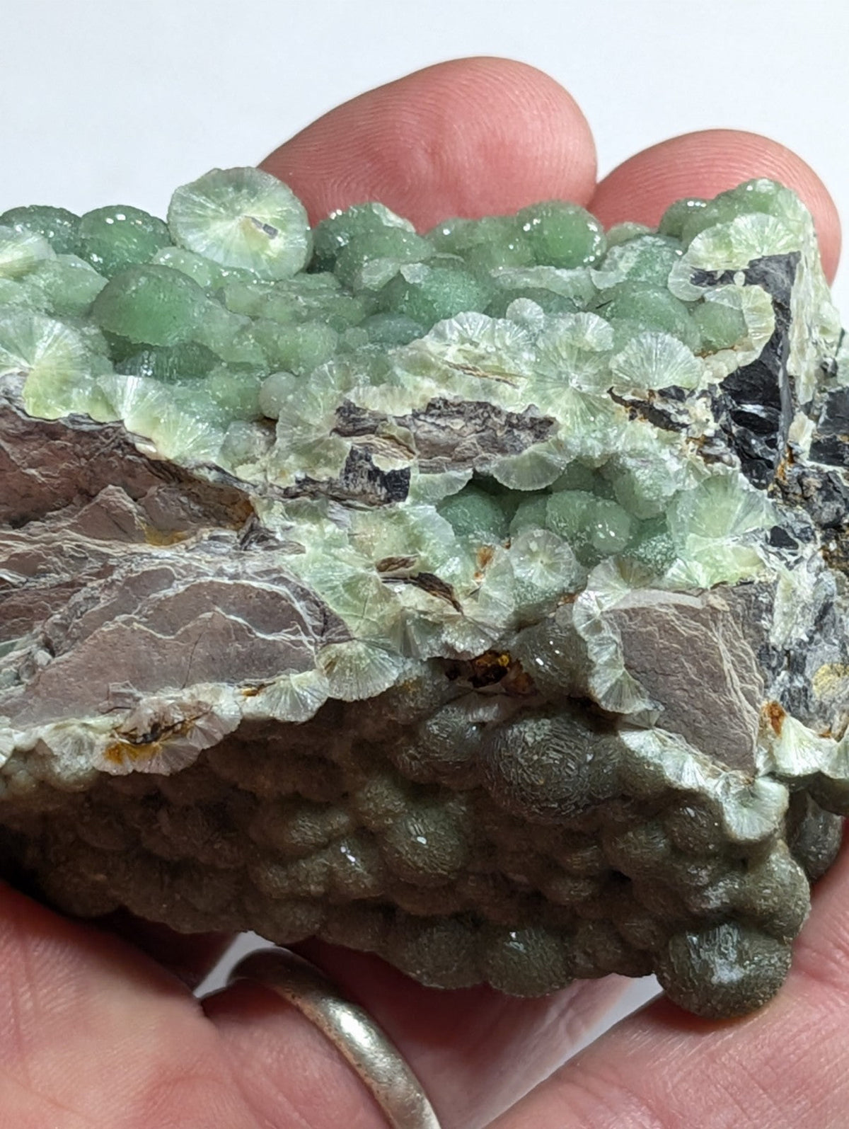 A hand holds a geological specimen featuring clusters of translucent, light green crystals with intricate fan-like formations atop a darker gray matrix.