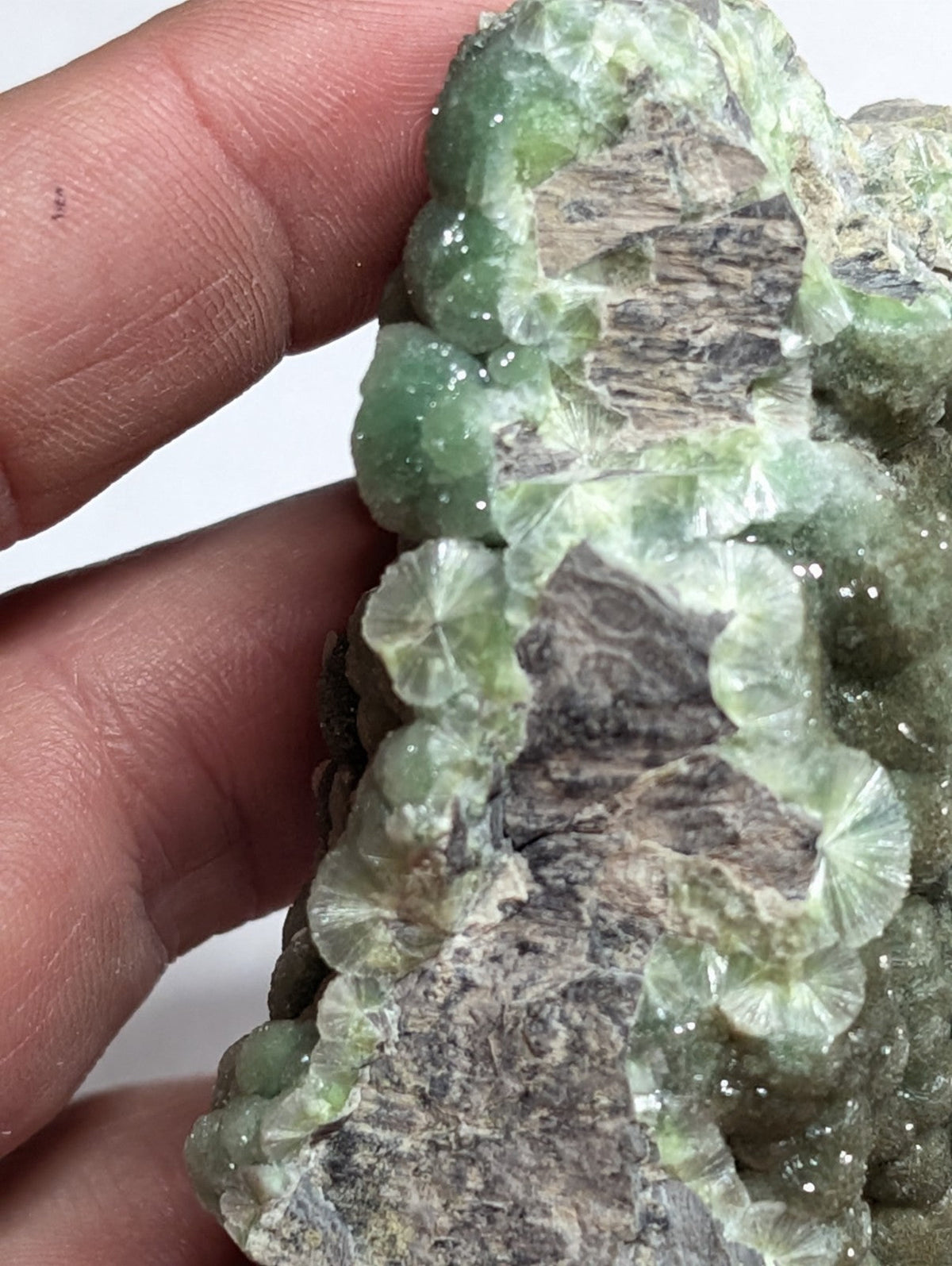 A hand holds a green, translucent mineral specimen with fan-shaped crystals growing from a darker, textured rock base.