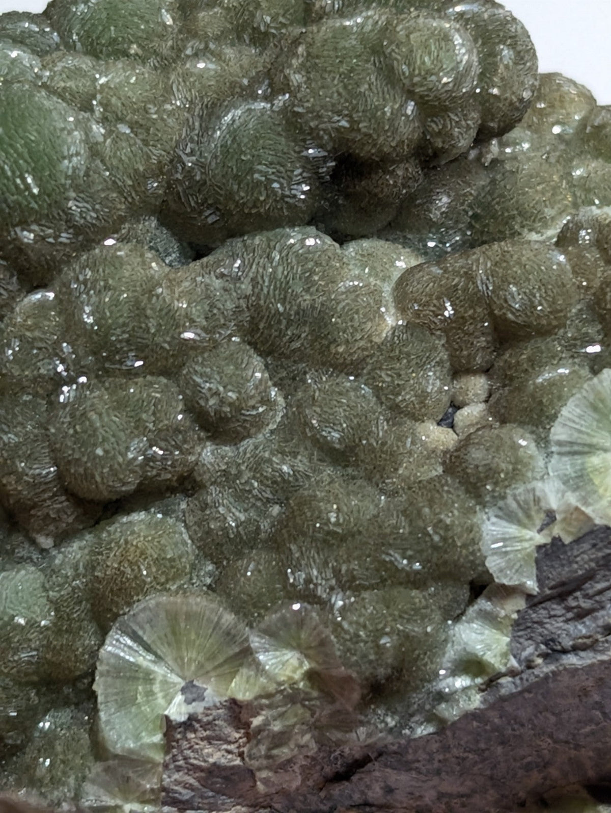 A cluster of green, translucent, bubble-like mineral formations with delicate fan-shaped crystals.
