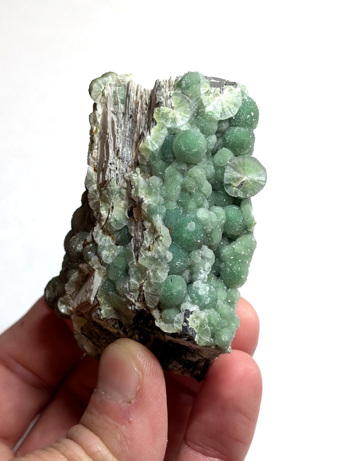 A hand holds a striking green fluorite mineral specimen with translucent, spherical crystals growing from a dark, textured matrix.
