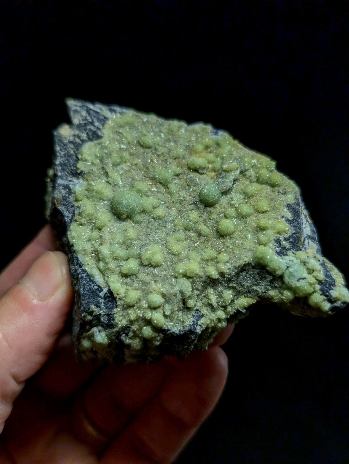 A hand holds a dark gray rock specimen featuring a vibrant, textured surface covered in small, rounded green crystals.