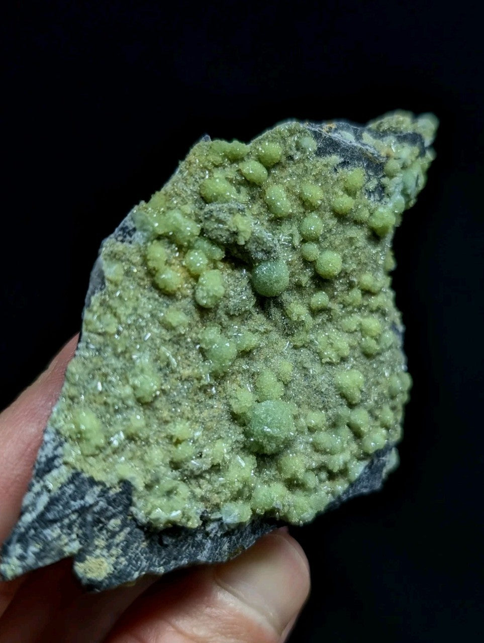 A hand holds a dark gray rock specimen featuring numerous small, rounded green crystals clustered together.
