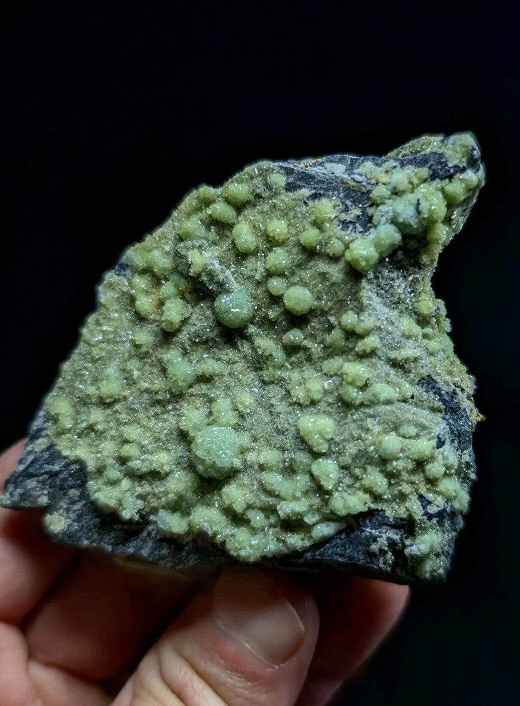 A hand holds a dark gray rock specimen featuring numerous small, rounded green crystals clustered across its surface.