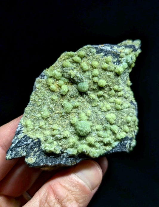 A hand holds a dark gray rock specimen featuring numerous light green, rounded mineral formations clustered across its surface.